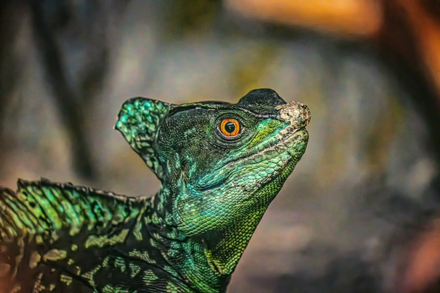 Basilisk
-
A reptile of many names the Basilisk also known as The Asian Water Dragon and The Christ Lizard has the ability to effectively run on water due to the shape of their feet and their great speed.
-
#FujifilmXT4 - #Tamron 18-300mm
-
#basilisk