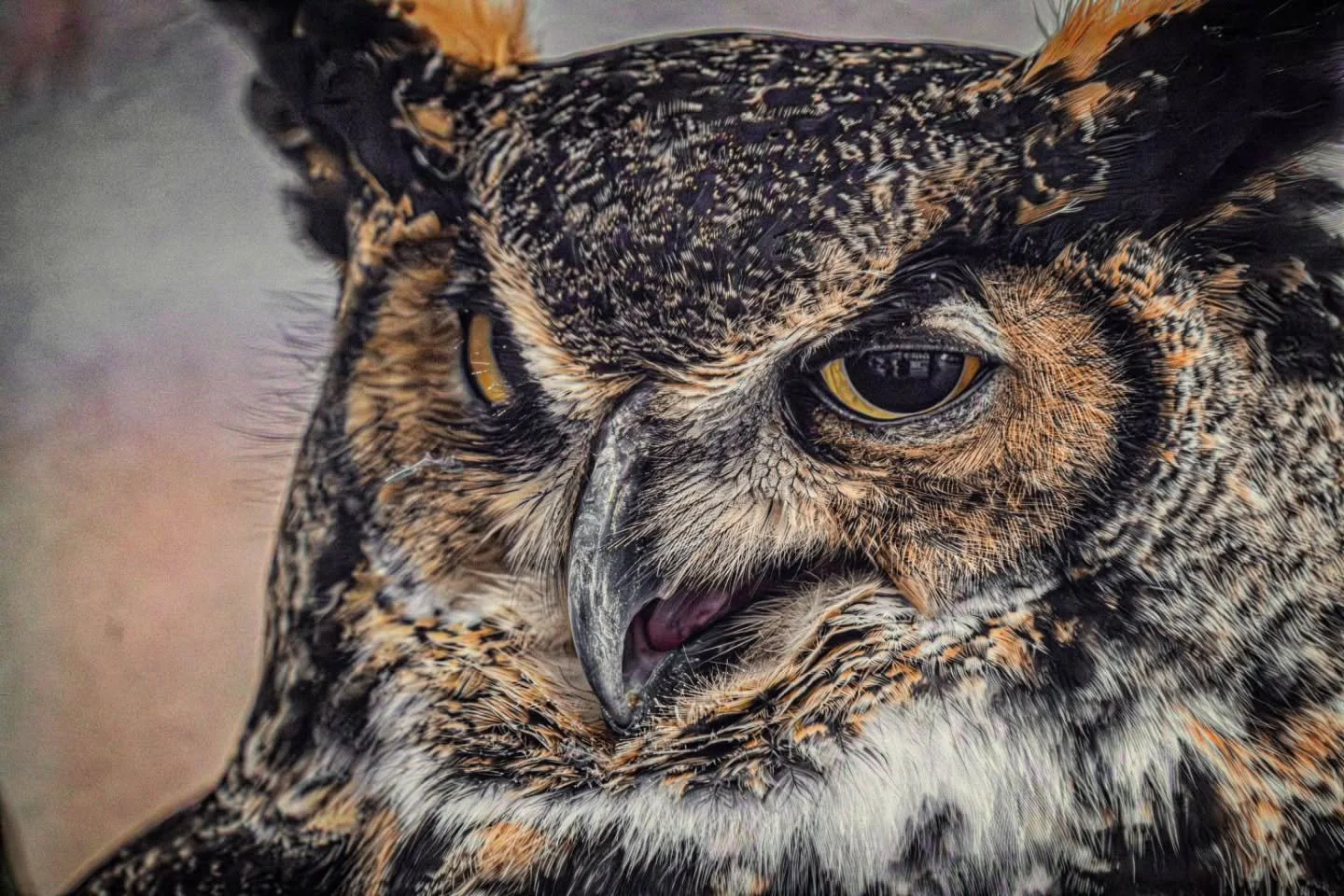 Wise and Tired
-
#FujifilmXT4 - #Tamron 18-300mm
-
#birding #spring #owl great horned owl spring2026 @tamronamericas @FujiFilmX_CA @thetorontozoo Toronto Ontario Canada