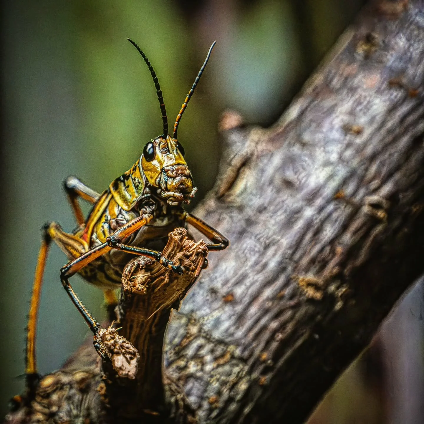 Lubber Grasshopper 🦗 
-
#FujifilmXT4 - #Tamron 18-300mm
-
#entomology #insects spring2026 @tamronamericas @FujiFilmX_CA @thetorontozoo Toronto Ontario Canada