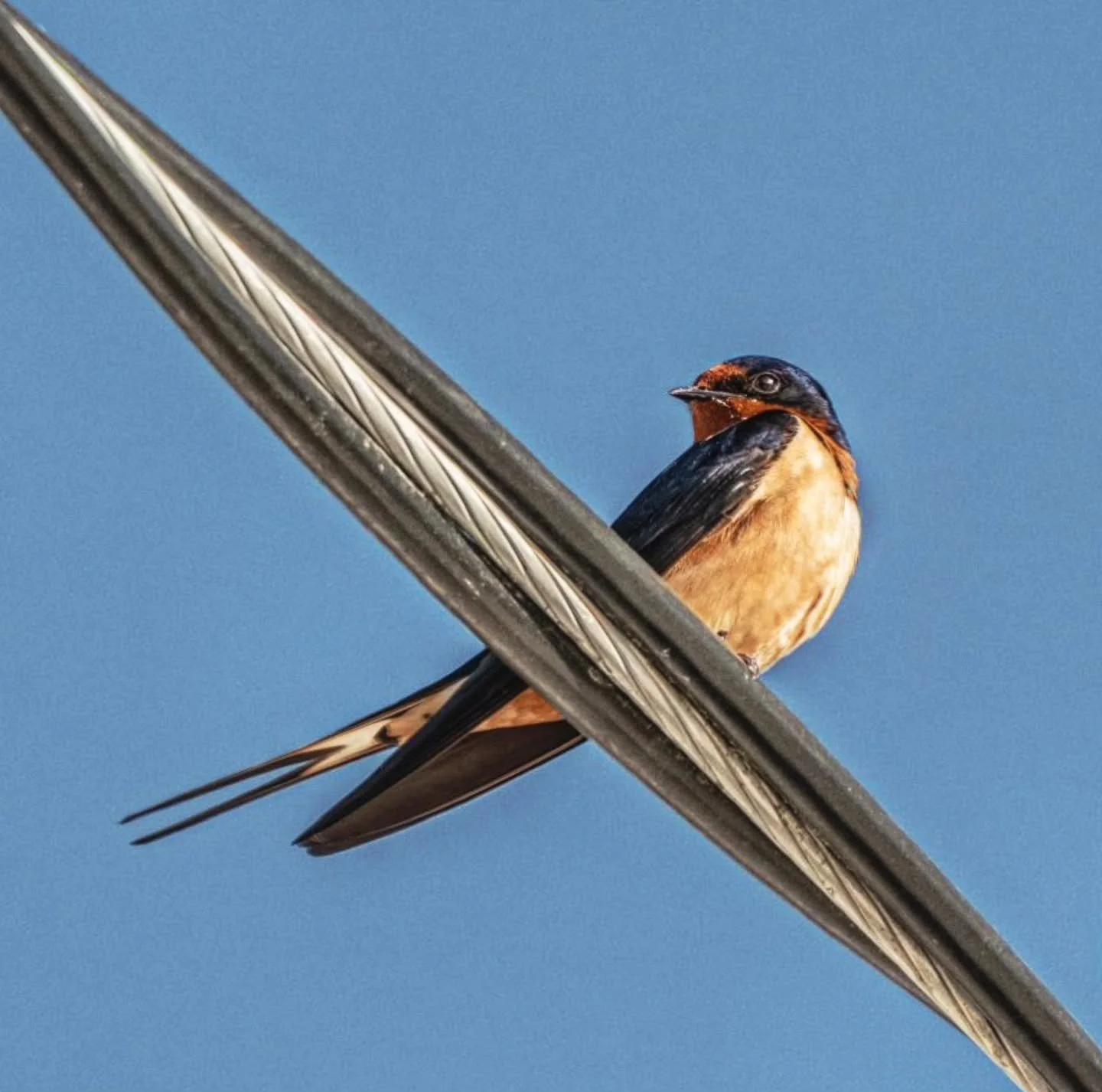 Barn Swallow 
-
#Fujifilm XT4 - Tamron 18-300mm for FujiXSeries
-
@fujifilmx_ca @tamronamericas #WithMyTamron Township of Brock #birding #spring #spring2026