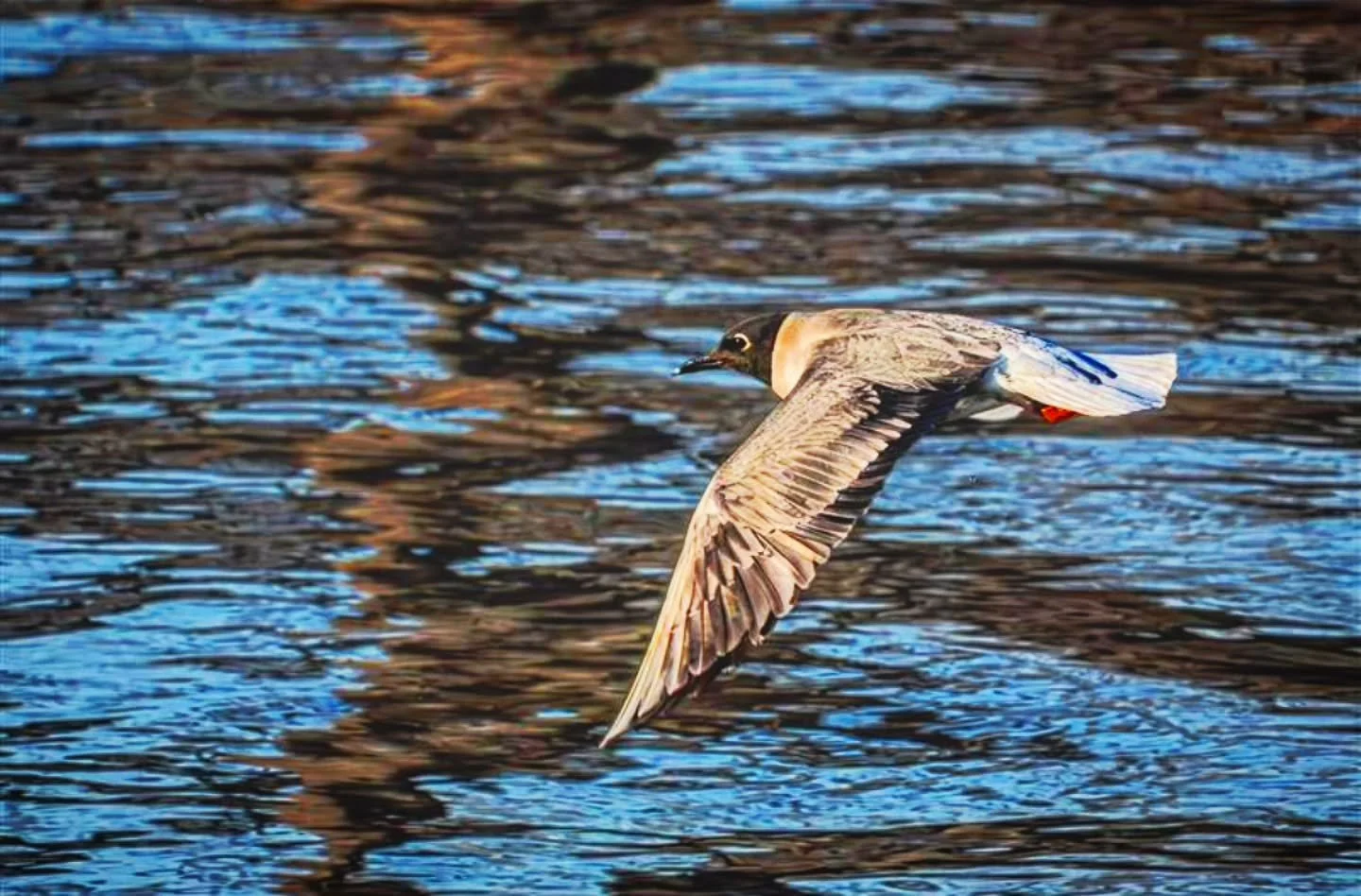 Bonaparte's Gull, Sunset
-
#Fujifilm XT4 - Tamron 18-300mm for FujiXSeries
-
@fujifilmx_ca @tamronamericas #WithMyTamron Township of Brock #birding #spring #spring2026