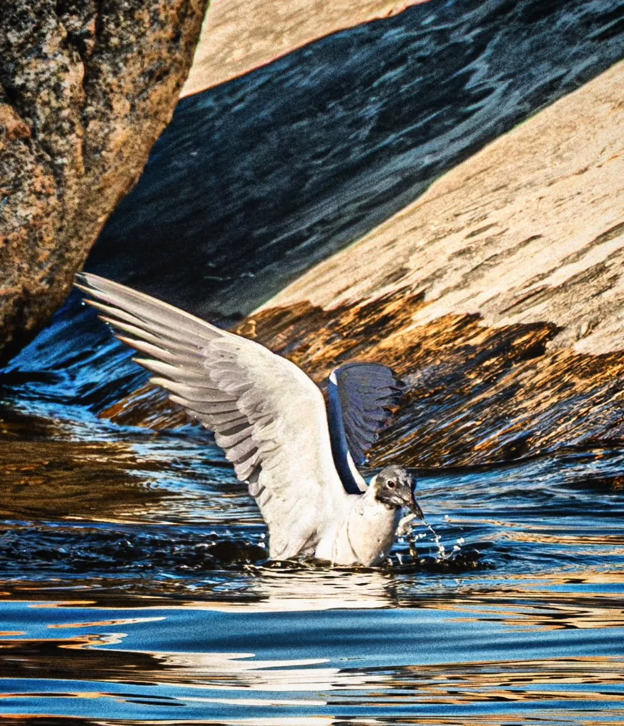 Gull Munching Minnow
-
#Fujifilm XT4 - Tamron 18-300mm for FujiXSeries
-
@fujifilmx_ca @tamronamericas Bonaparte's Gull #WithMyTamron Township of Brock #birding #spring #spring2026