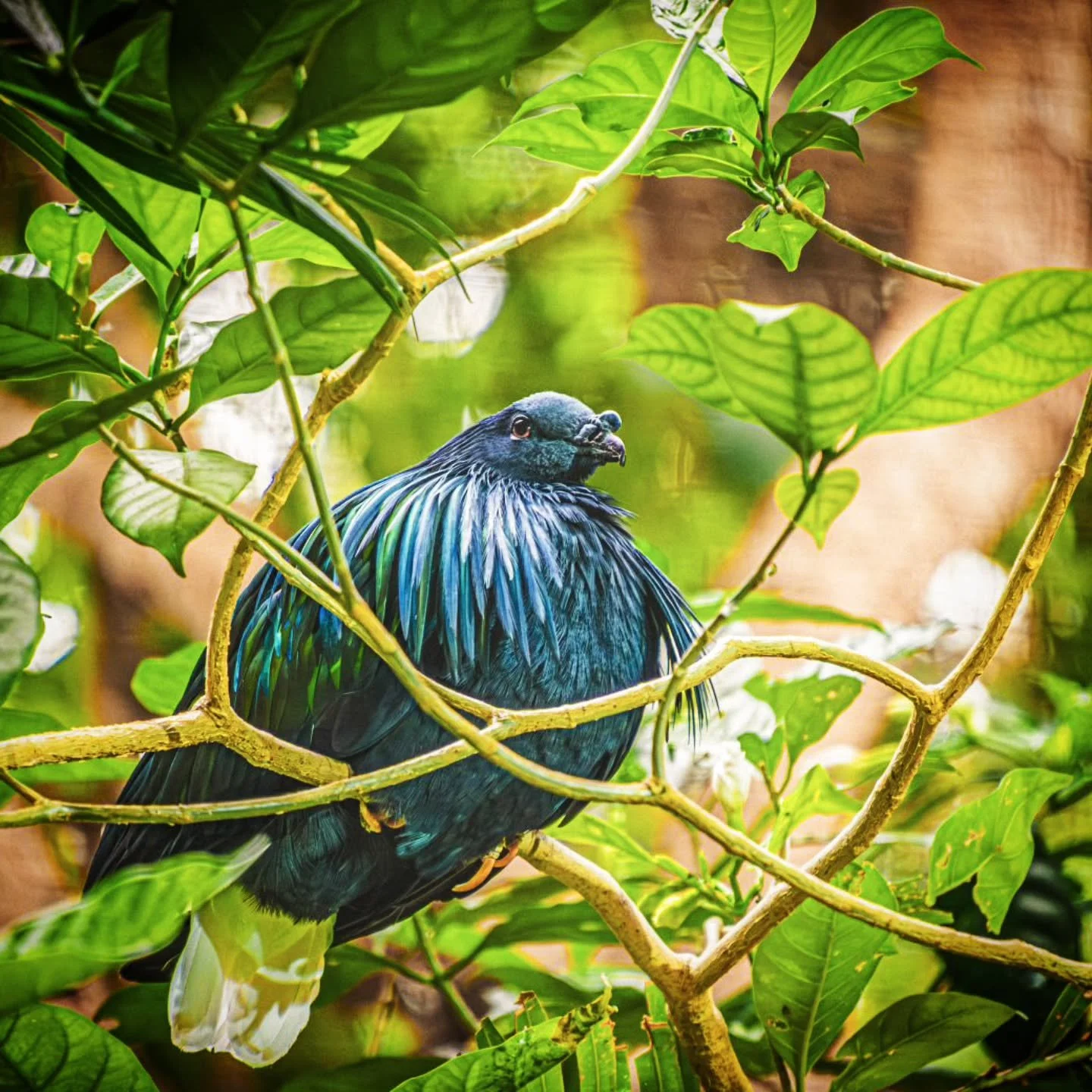 Nicobar Pigeon Perch
-
What a beautiful perching purple pidgeon 
-
#FujifilmXT4 - #Tamron 18-300mm
-
#birding #spring spring2026 @tamronamericas @FujiFilmX_CA @thetorontozoo Toronto Ontario Canada