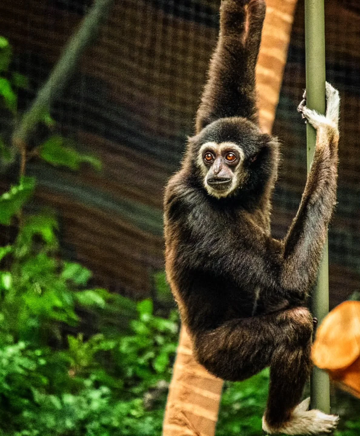 Swingin'
-
#FujiFilmXT4 #Tamron 18-300mm
-
#monkey #gibbon whitehandedgibbon rainforest spring 2026 @tamronamericas @FujiFilmX_CA @thetorontozoo #torontozoo toronto ontario canada
