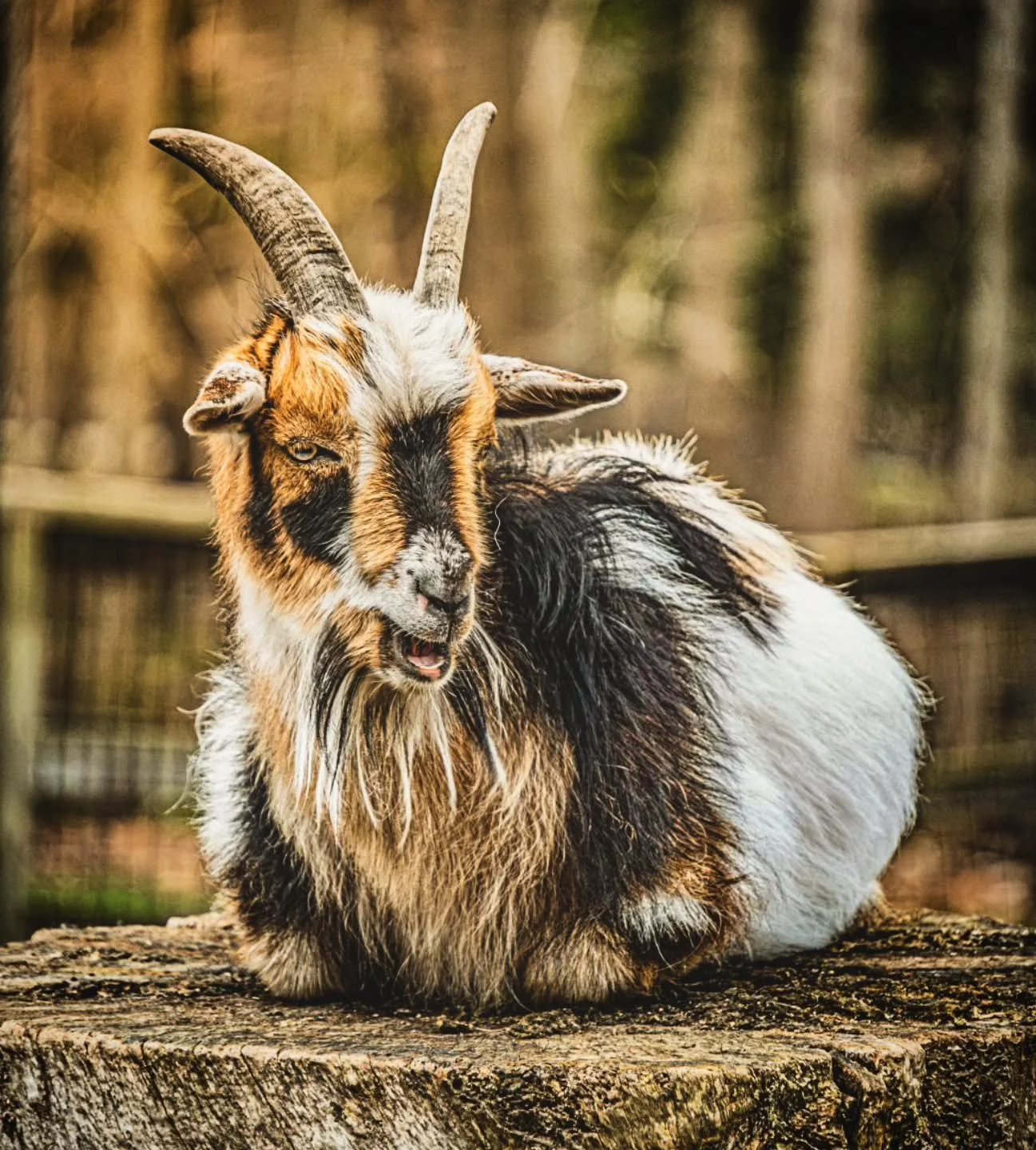 The Goat
-
#FujiFilmXT4 #Tamron 18-300mm
-
#goat spring 2026 @tamronamericas @FujiFilmX_CA torontozoo toronto ontario canada
