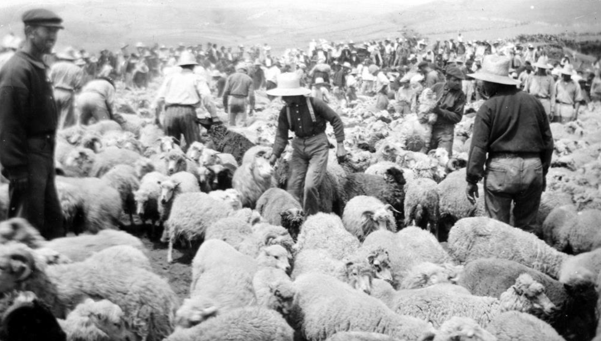 Historical black-and-white photo of a large flock of sheep with many people herding and tending to them outdoors.