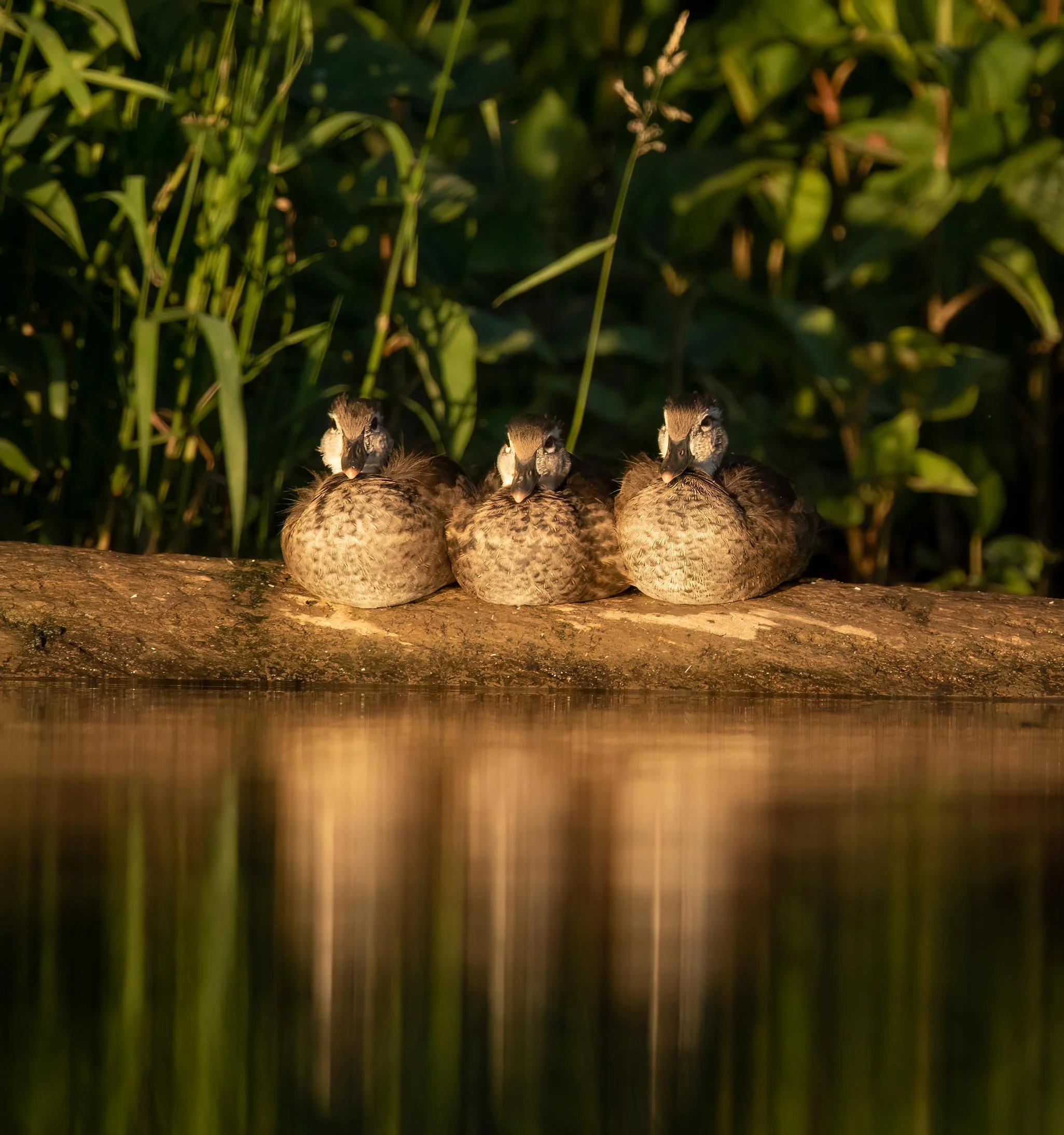 wood-duck-ducklings-water-fow-nature-wildlife.jpg