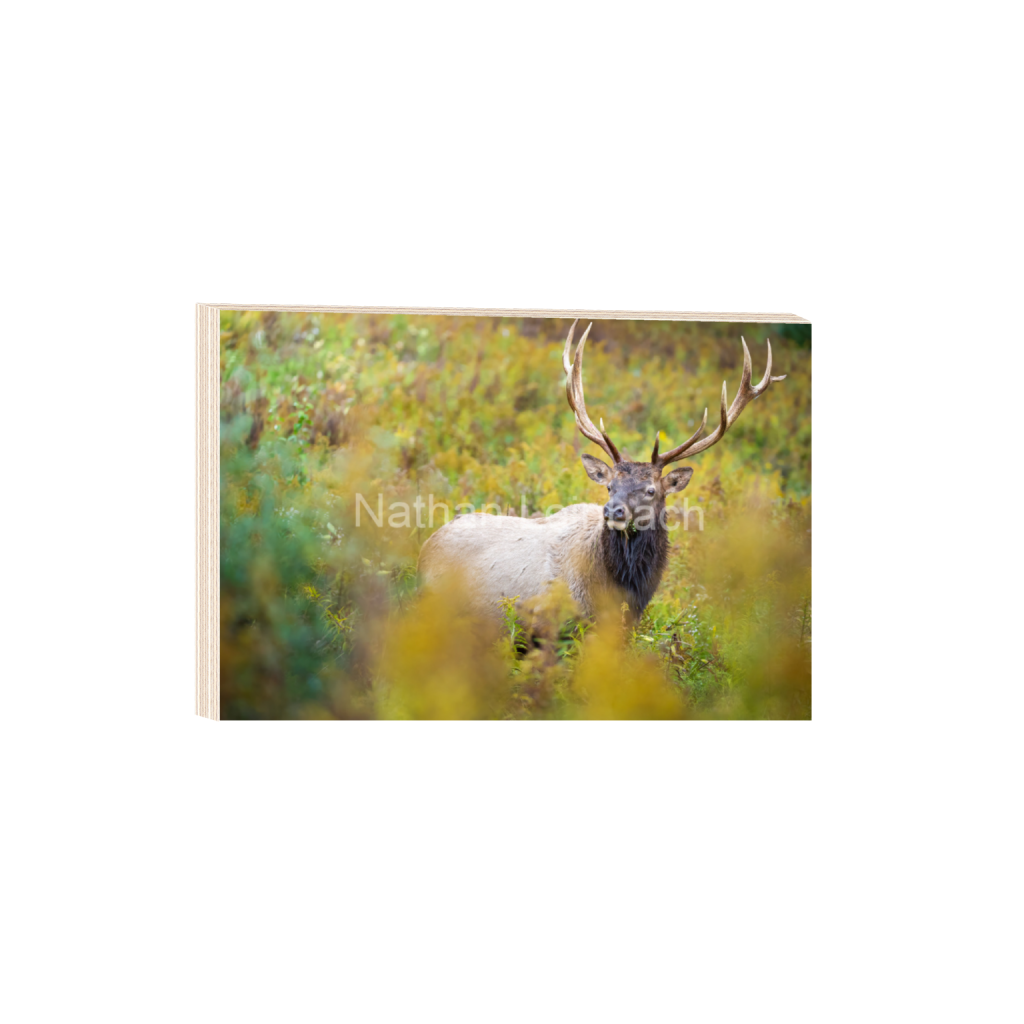 ptq_29_3_0_205_6151_4100_0_false_ffffff_0_0_7f9aed47810cc9daae9031405508cae6.png