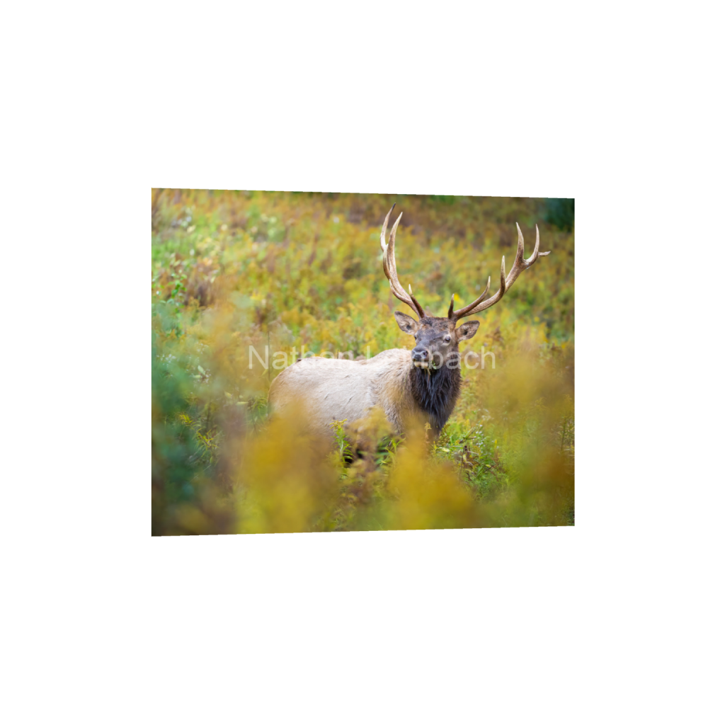 ptq_1_6_470_0_5680_4544_0_false_ffffff_0_0_7f9aed47810cc9daae9031405508cae6.png