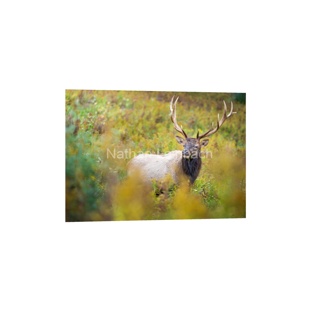 ptq_1_7_0_75_6151_4393_0_false_ffffff_0_0_7f9aed47810cc9daae9031405508cae6.png