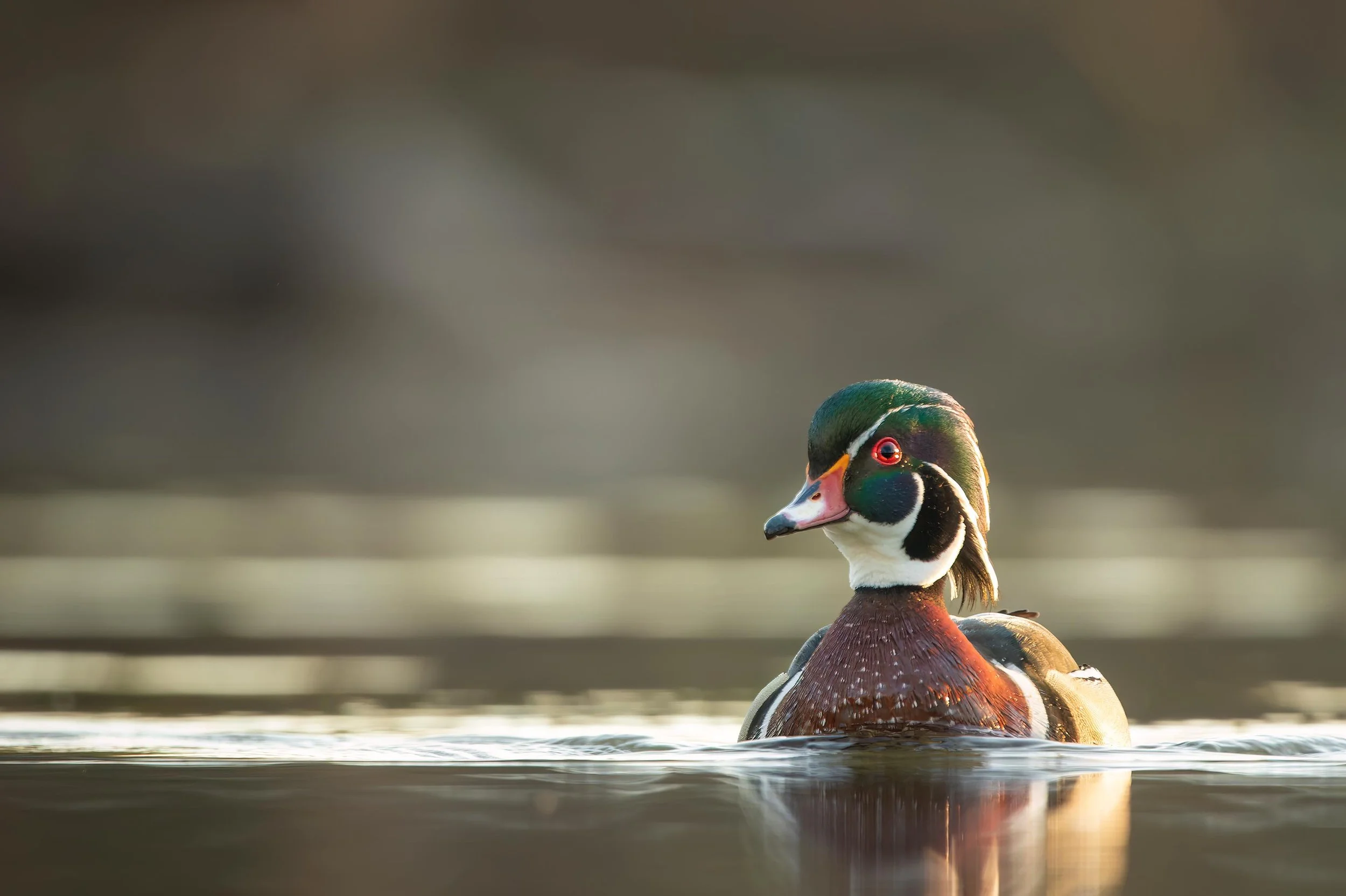 wood-duck-duck-water-fow-nature-wildlife-mammal.jpg