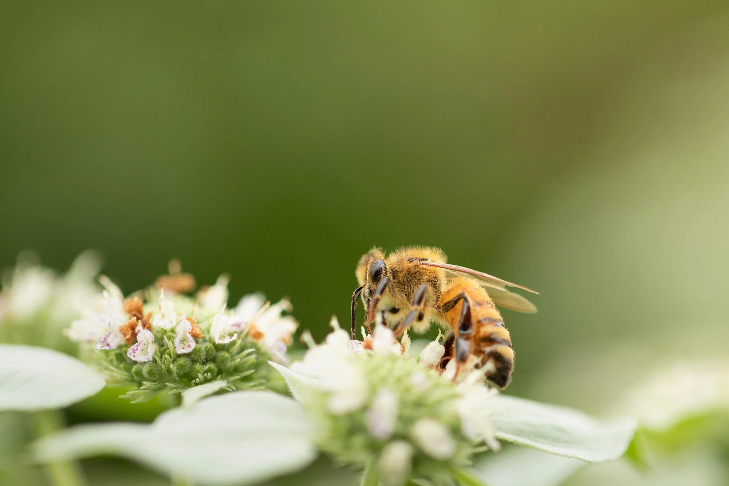 honeybee-flowers-honey-honey-nectar-wings-nature-spring.jpg