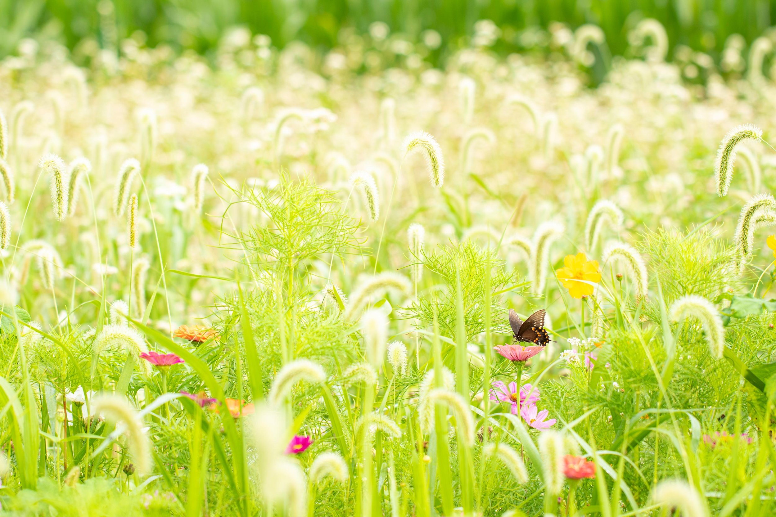 Butterfly-flowers-spring-nature-swallowtail.jpg
