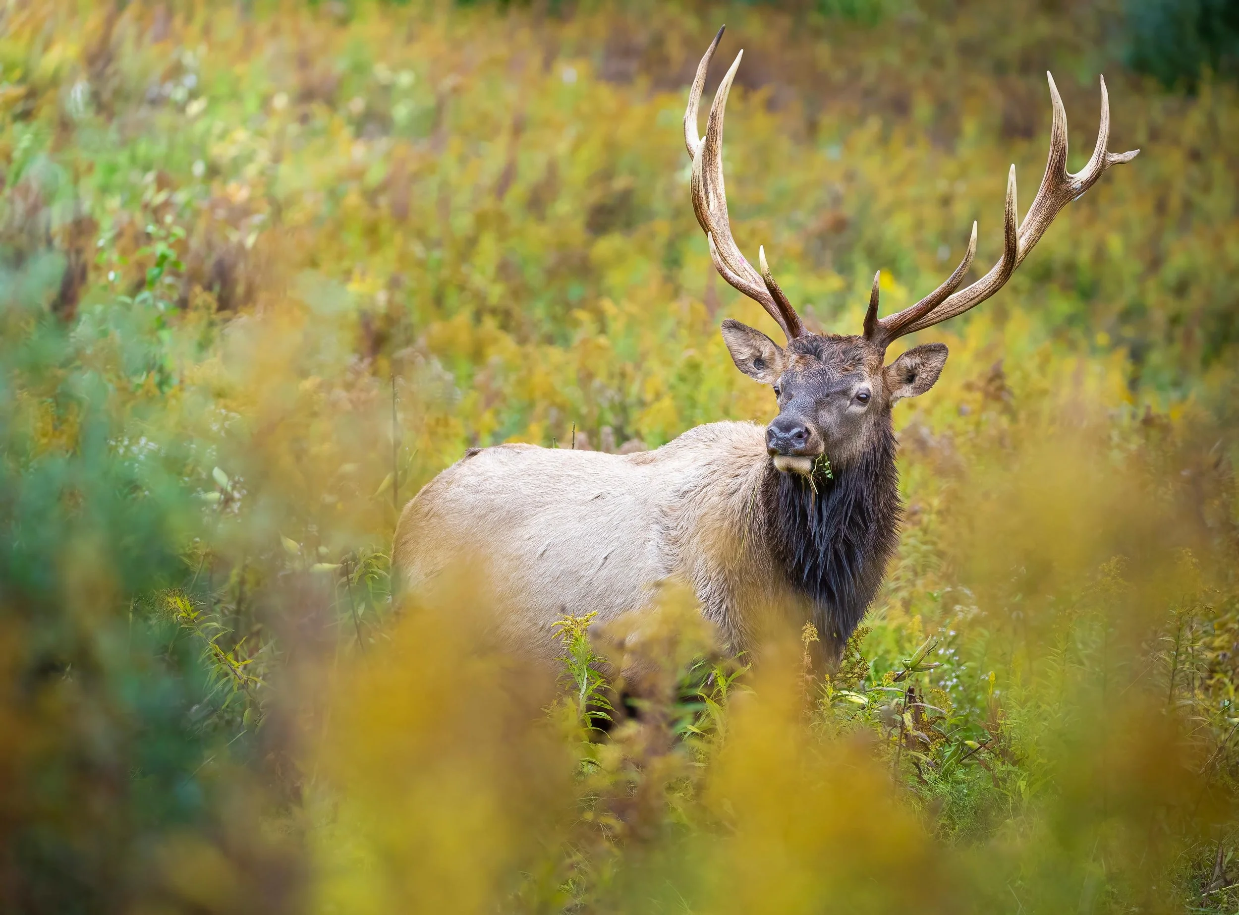 north-American-elk-big-game-nature-wildlife-mammal.jpg