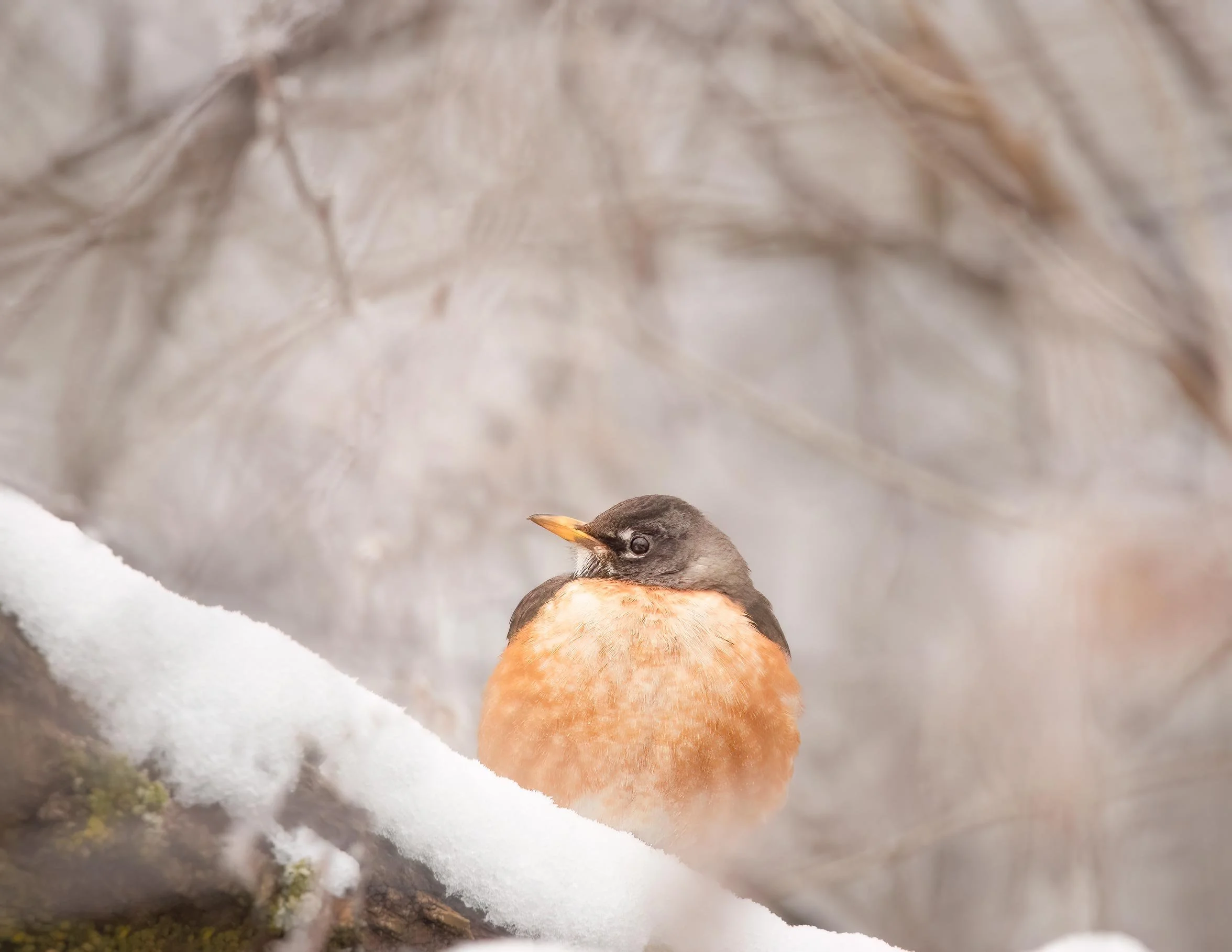 american-robin-nature-wildlife-.jpg
