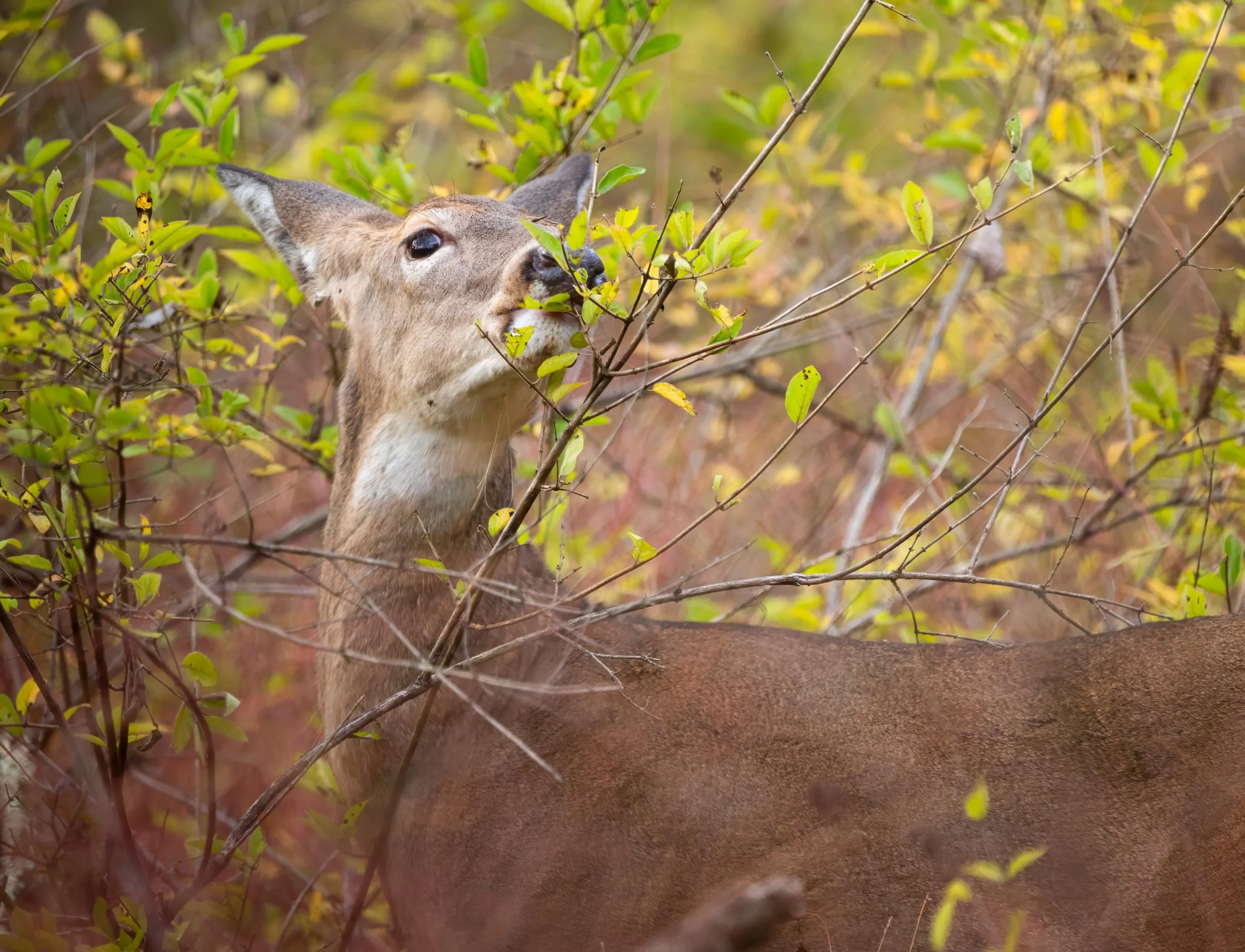 white-tailed-deer-mammal-nature-wildlife.jpg
