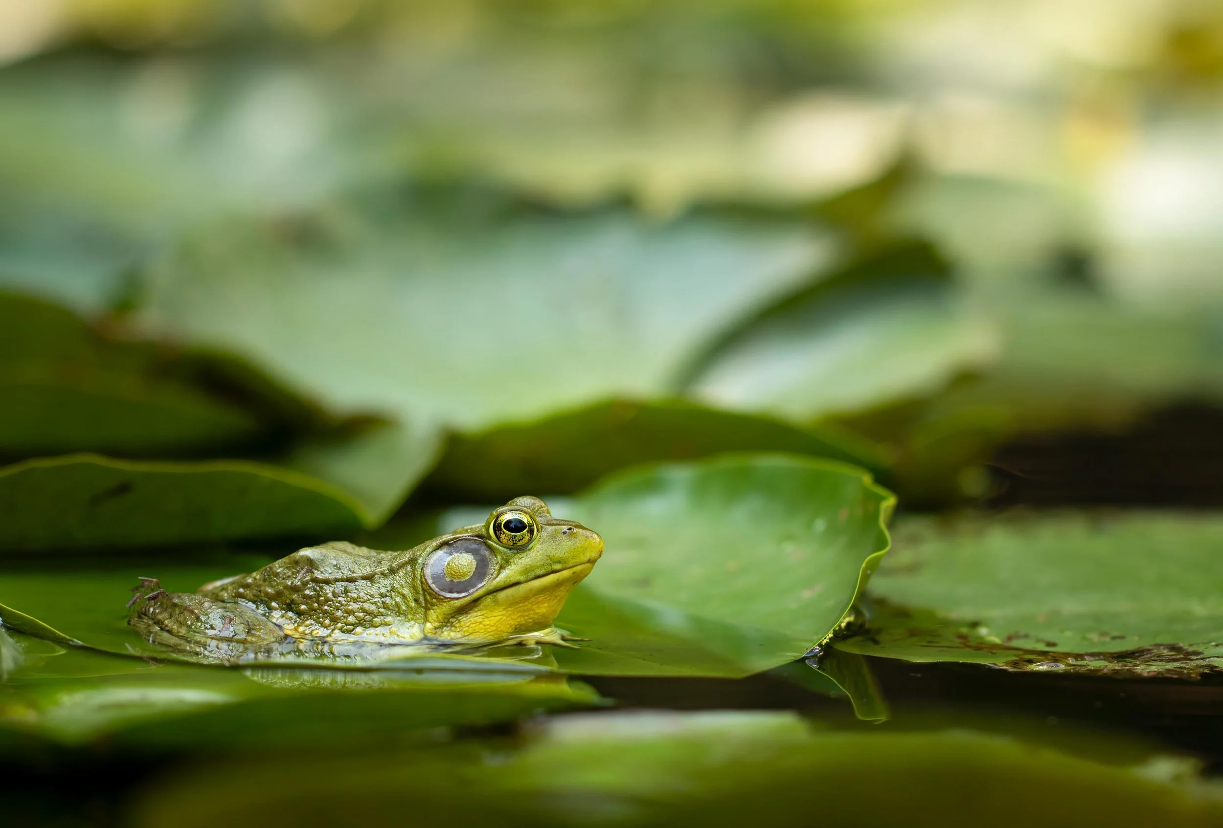 bull-frog-reptile-frog-water-lily-pads-micro.jpg
