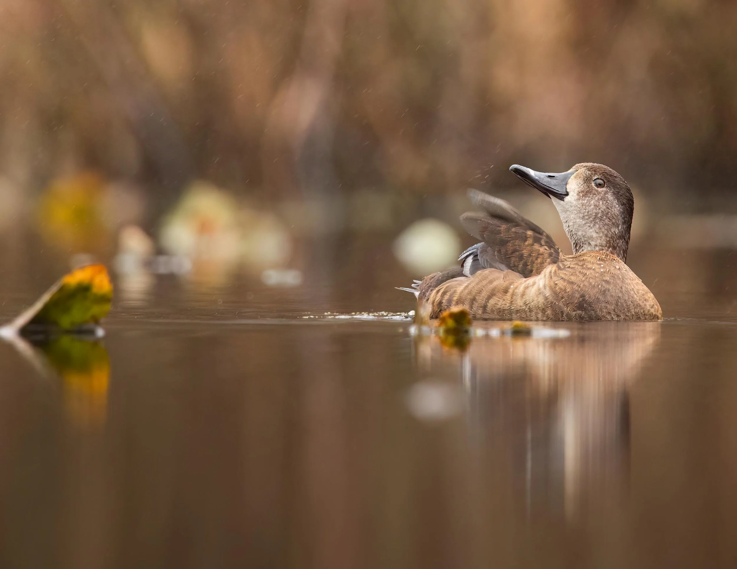 ring-necked-duck-water-fow-nature-wildlife.jpg