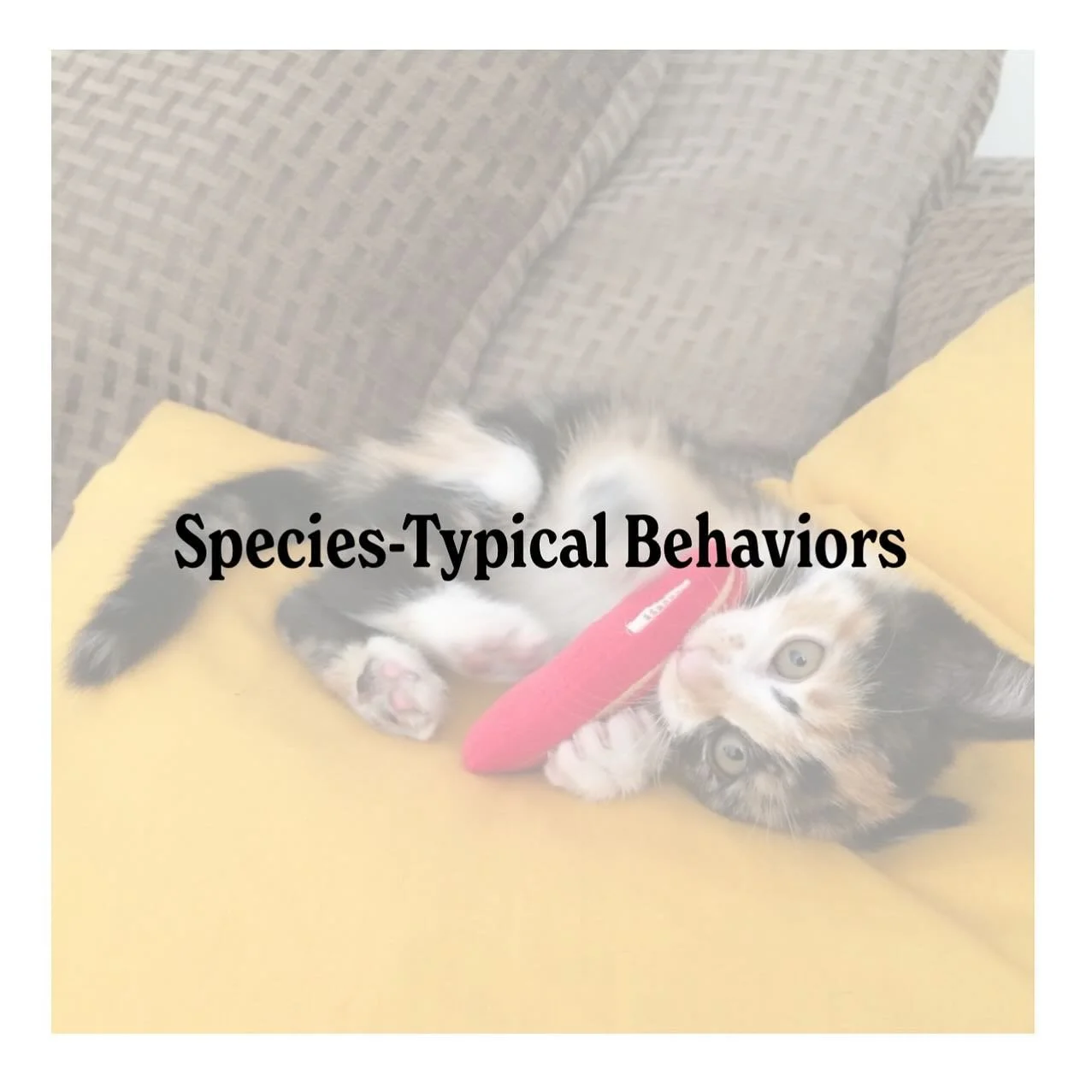 Dogs will be dogs, and cats will be cats. That doesn&rsquo;t mean we can&rsquo;t set boundaries! The &ldquo;Species-Typical Behaviors&rdquo; category of comprehensivecompanionship.com (link in bio) will help you troubleshoot how to give your pet appr