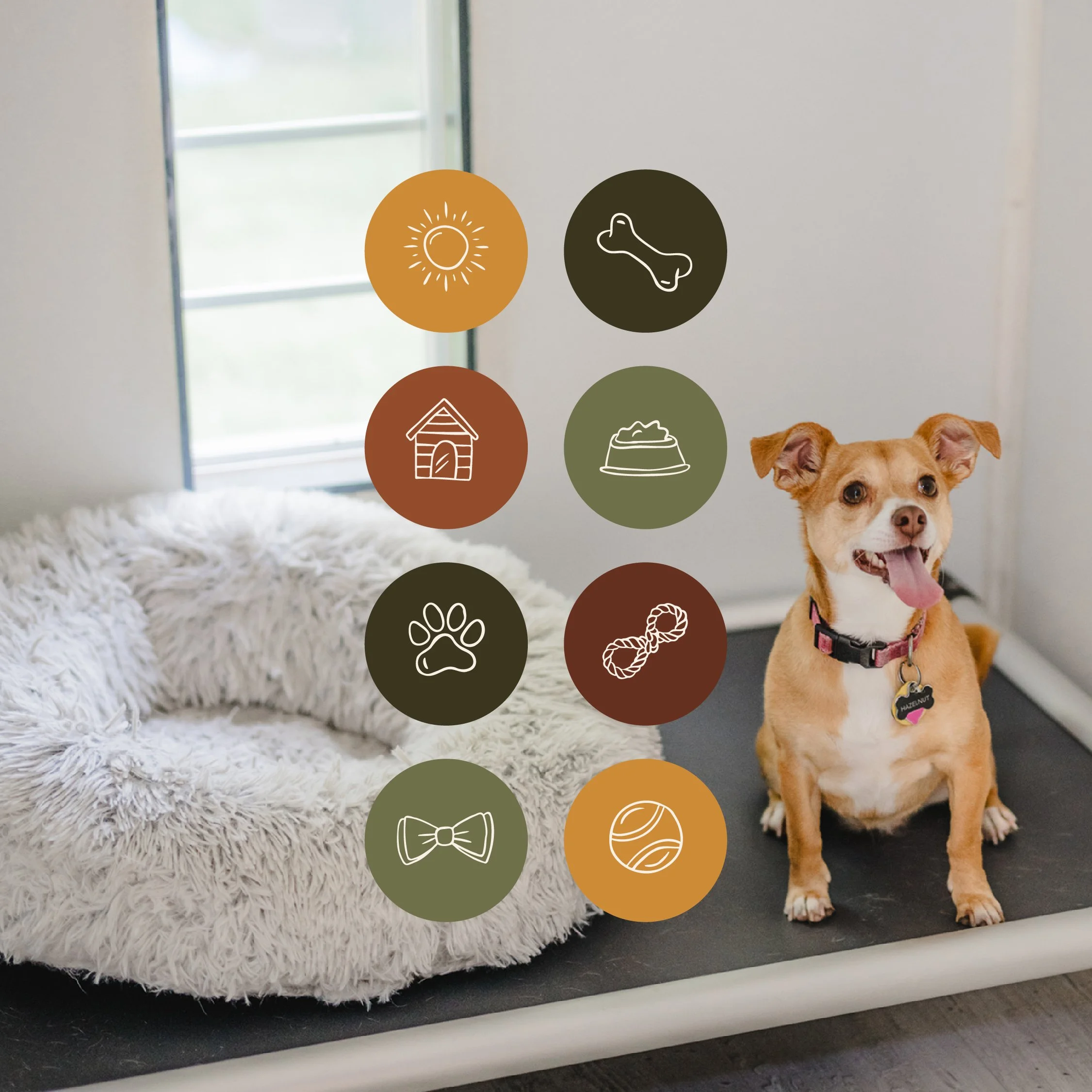 rockfish-design-studio-dog-days-pet-hotel-branding-web-design-07.jpg