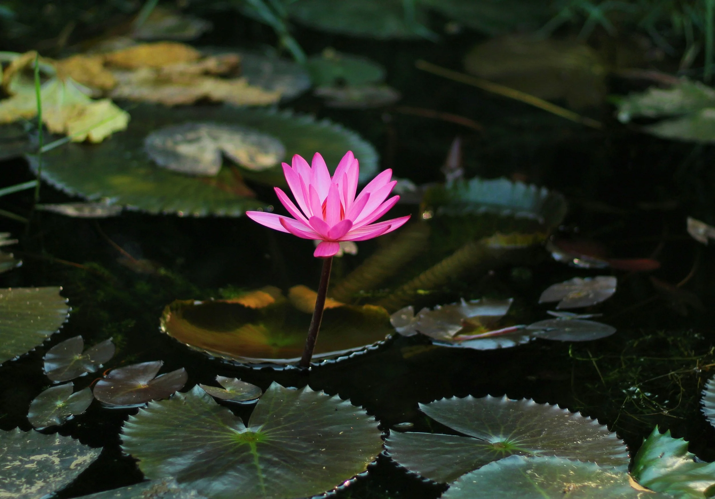 Lotus Flower
