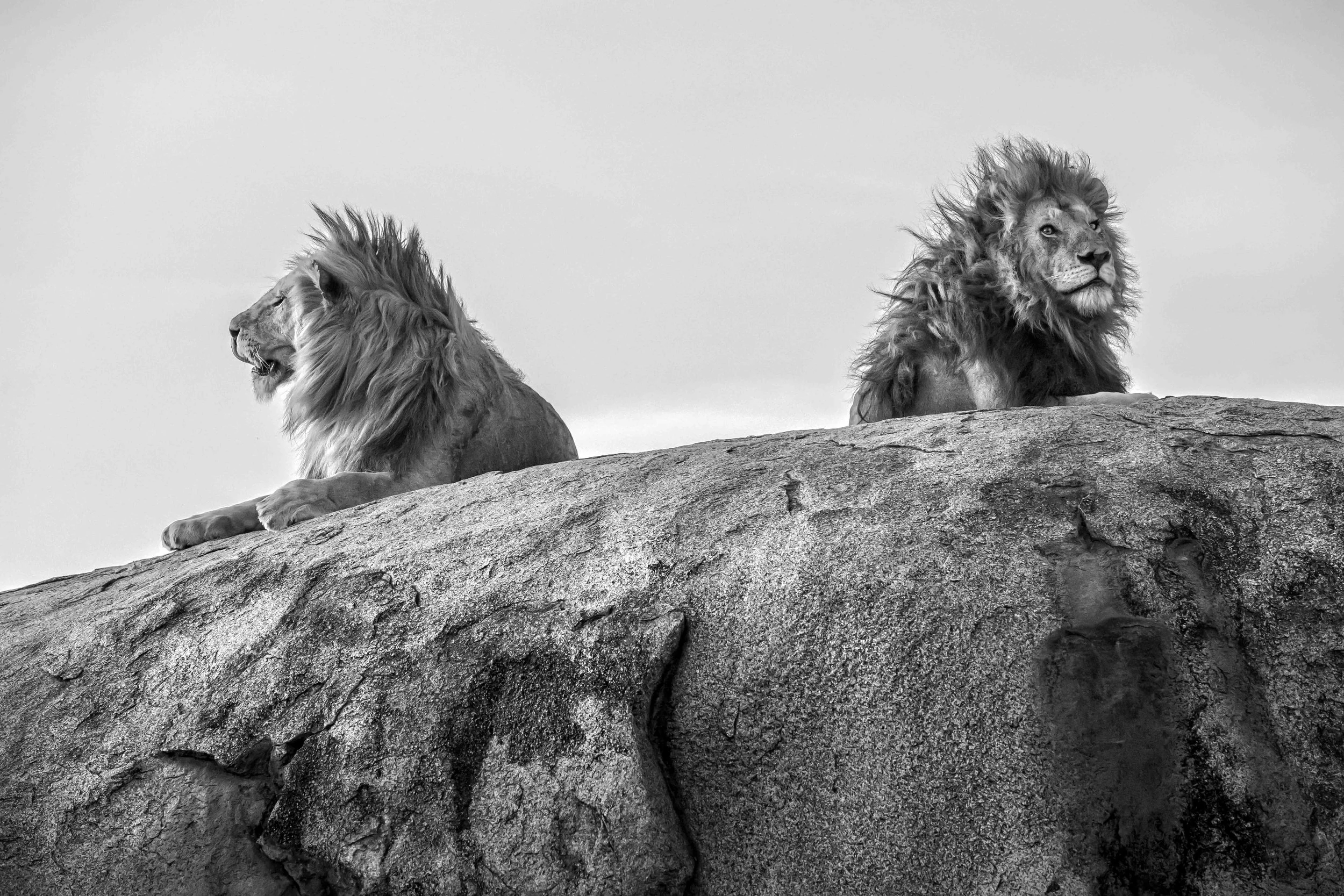 Kopje Cats of the Serengeti