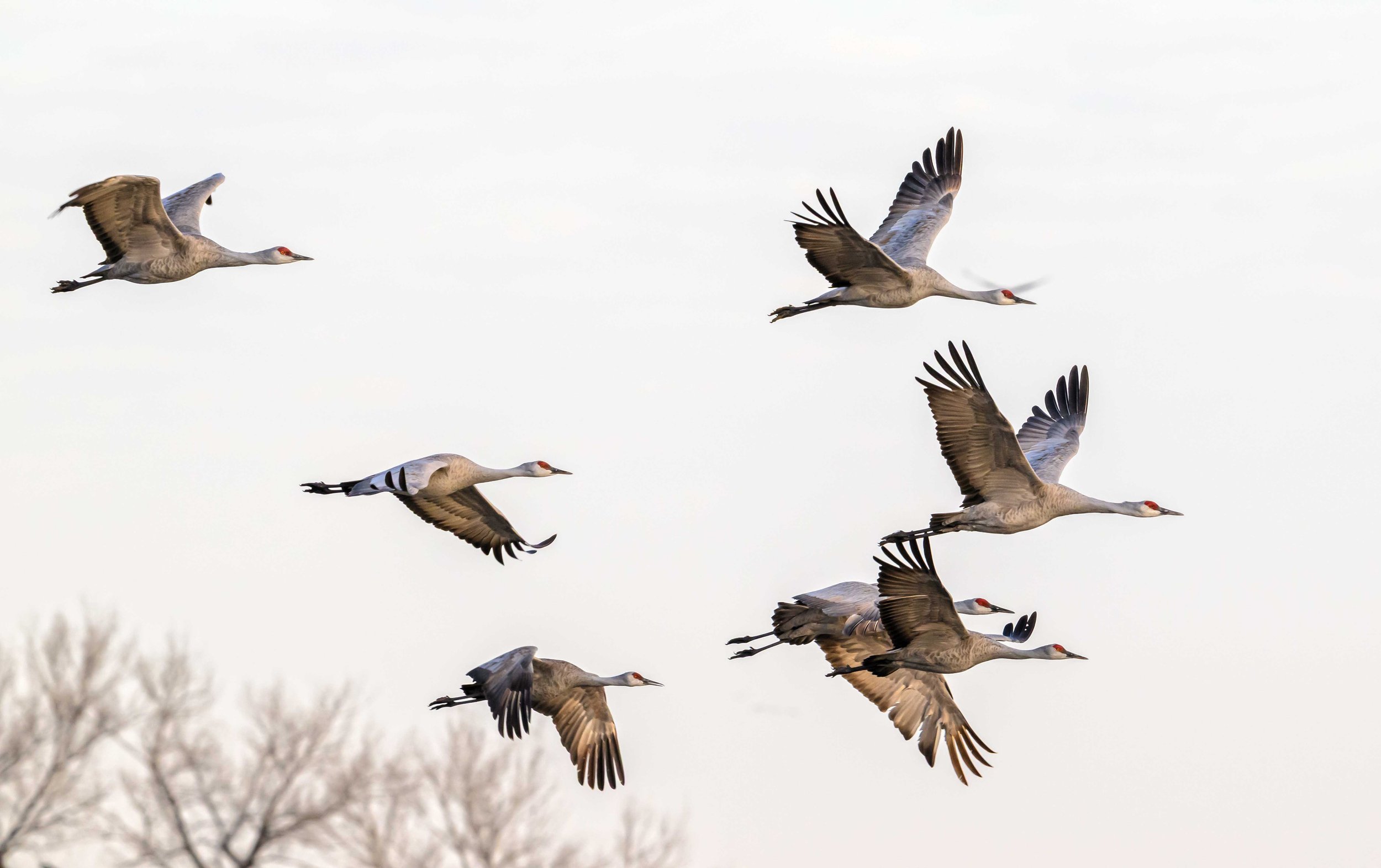 7 Sandhill cranes in flight all with various wing positions.jpg