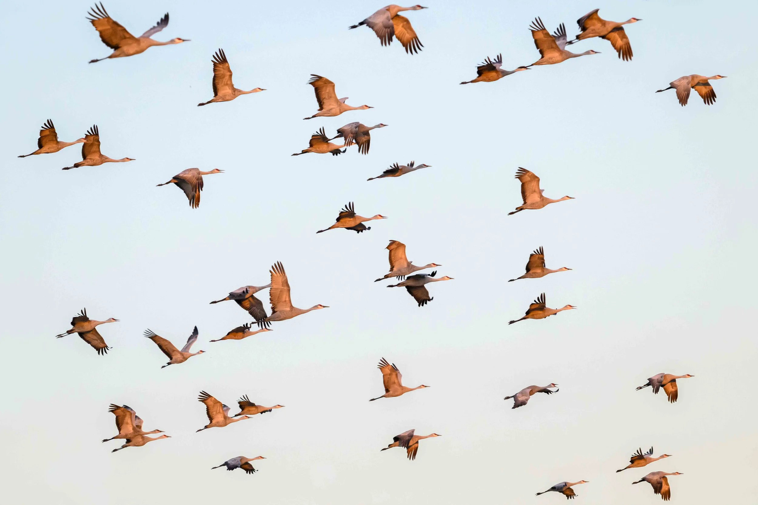 Flock of Sandhill cranes flying against anpale blue sky.jpg