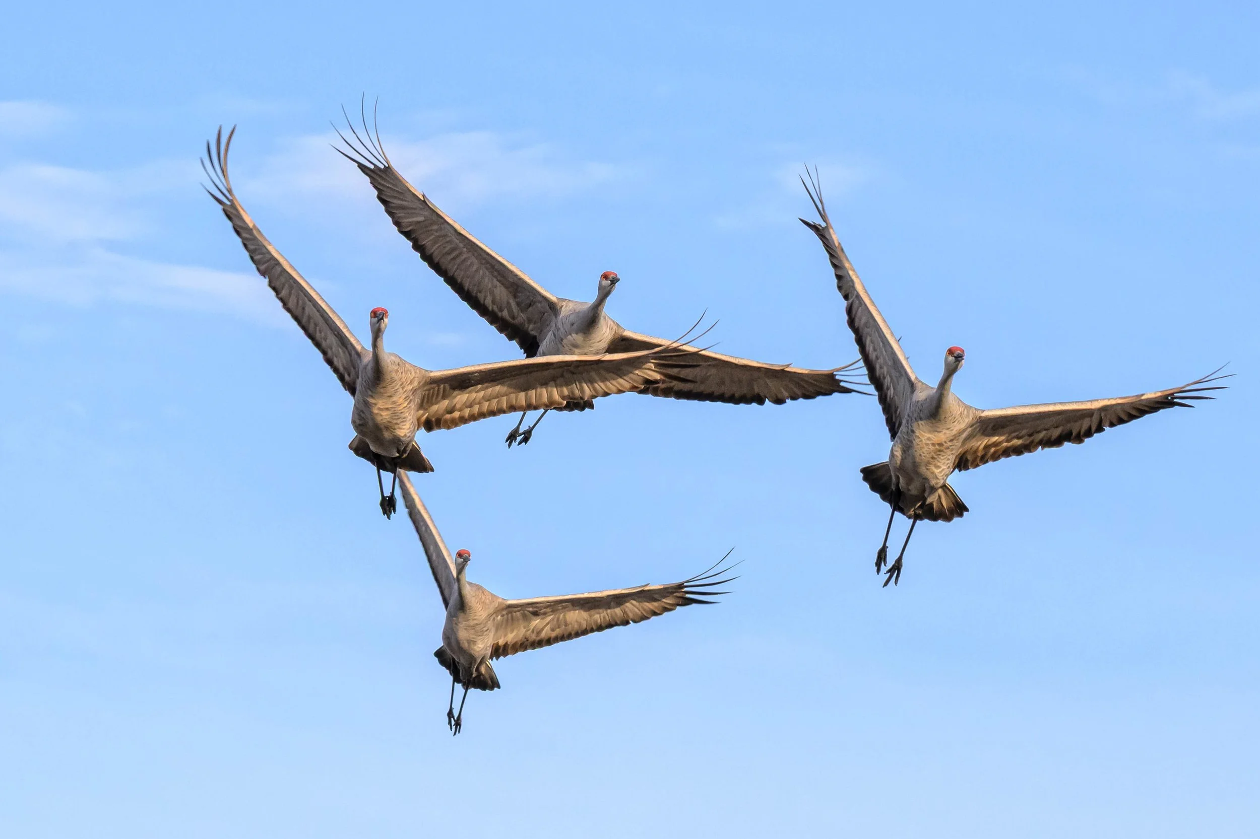 Head-on Sandhill cranes flying, all with outstretched wings.jpg