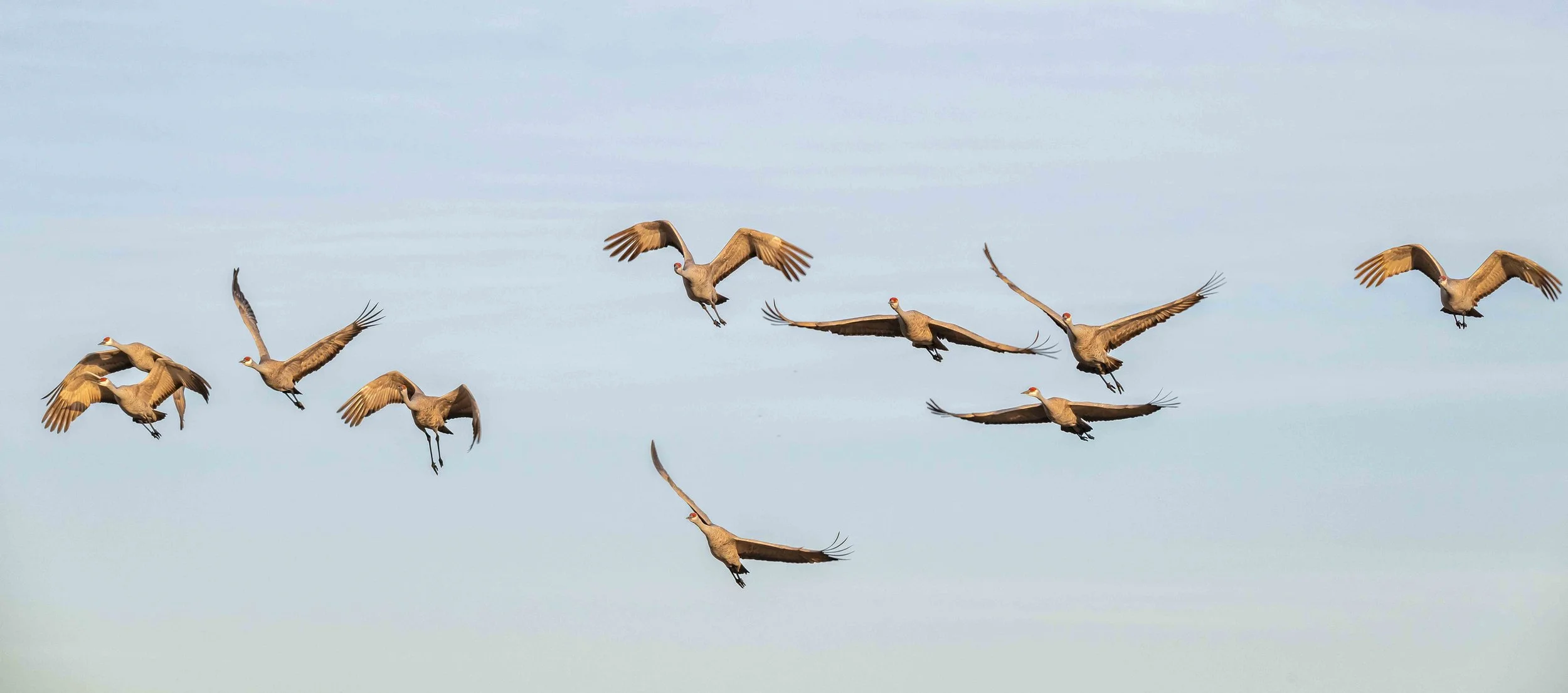 Head-on Sandhill cranes flying, all with various flight wing positions.jpg