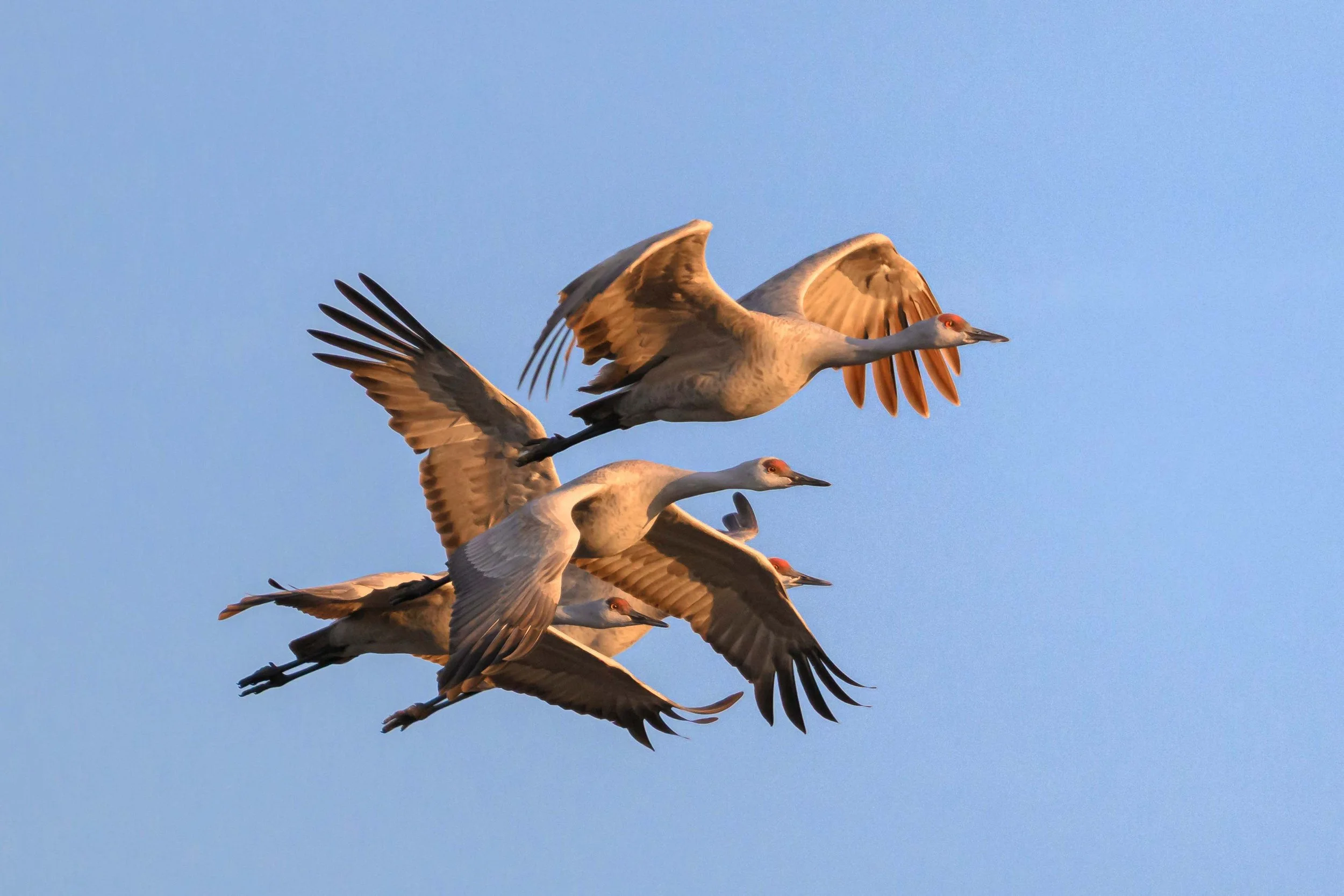 4 Sandhill cranes flying in tight knit formation .jpg