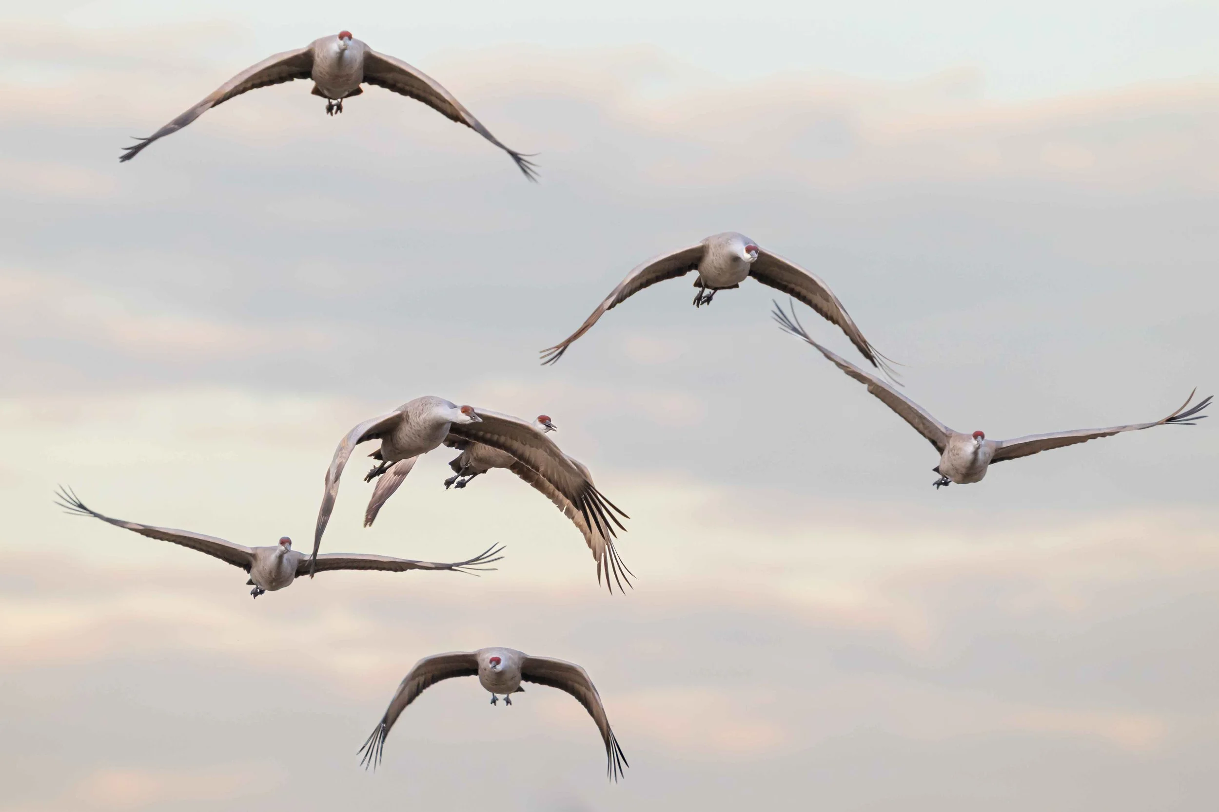 7 sandhill cranes flying, head-on view.jpg