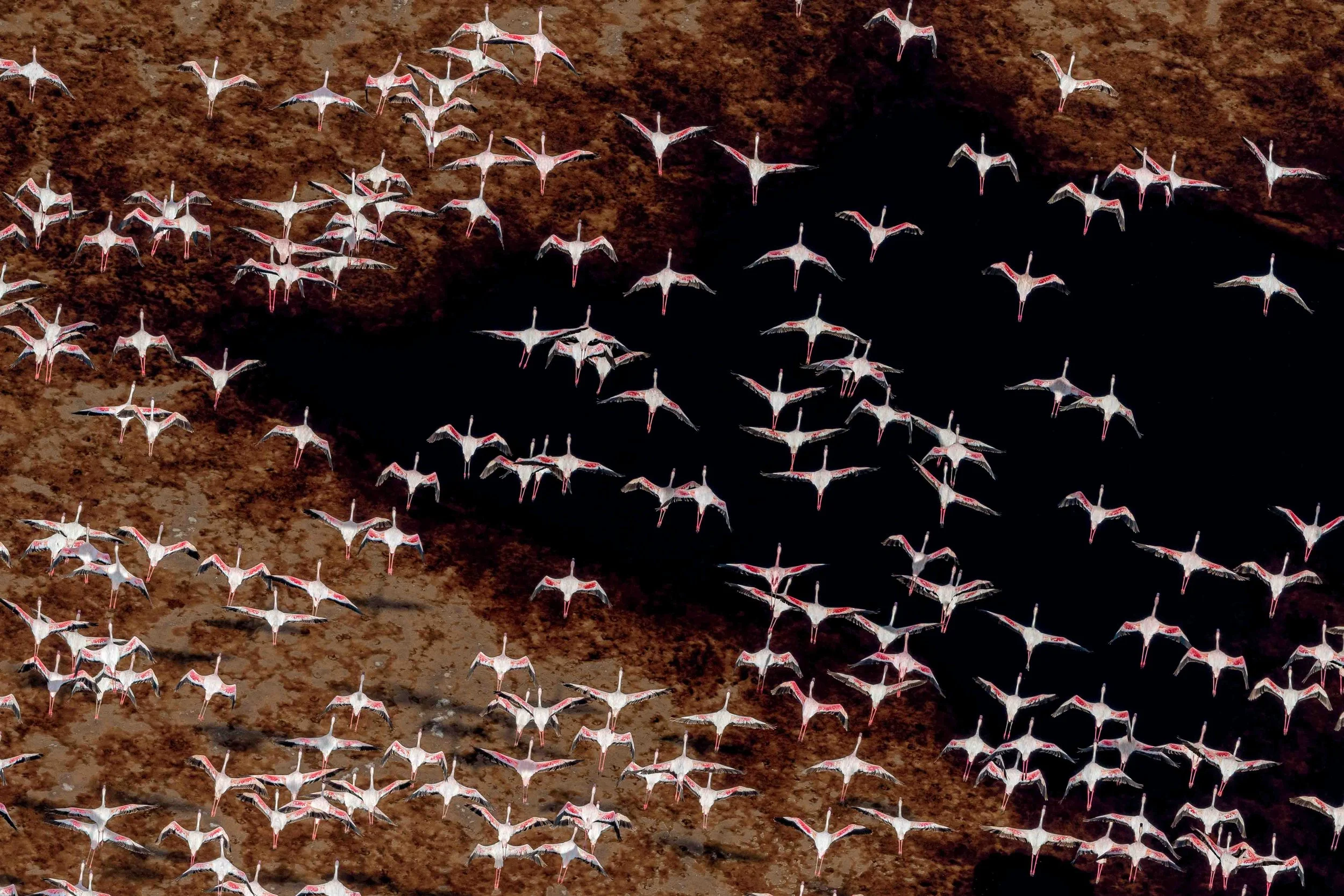 Flamingos over rust