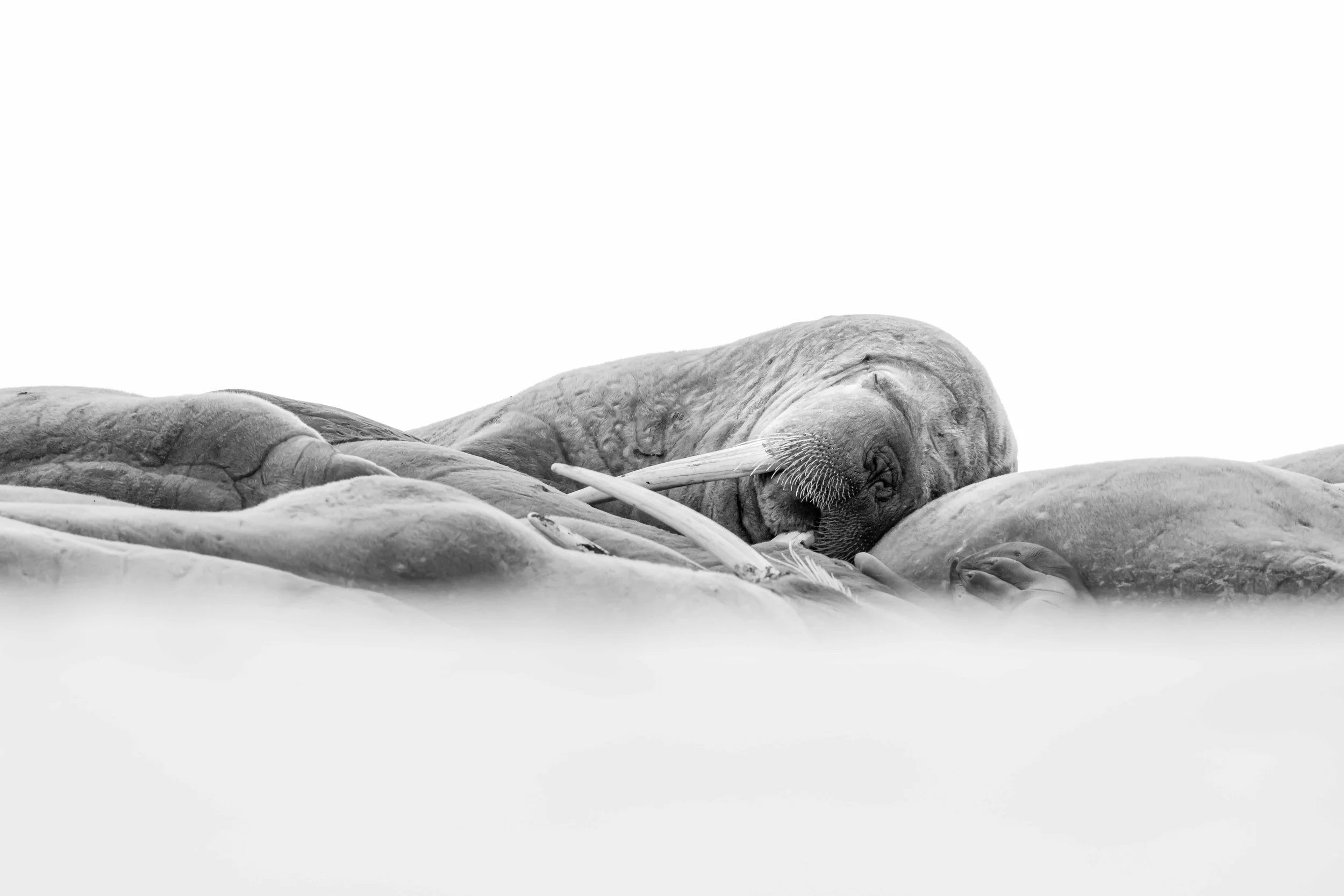 Close-up walrus asleep in the snow atop of other walruses.jpg