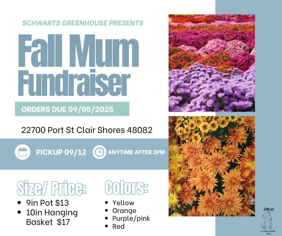Fall Mums Sale