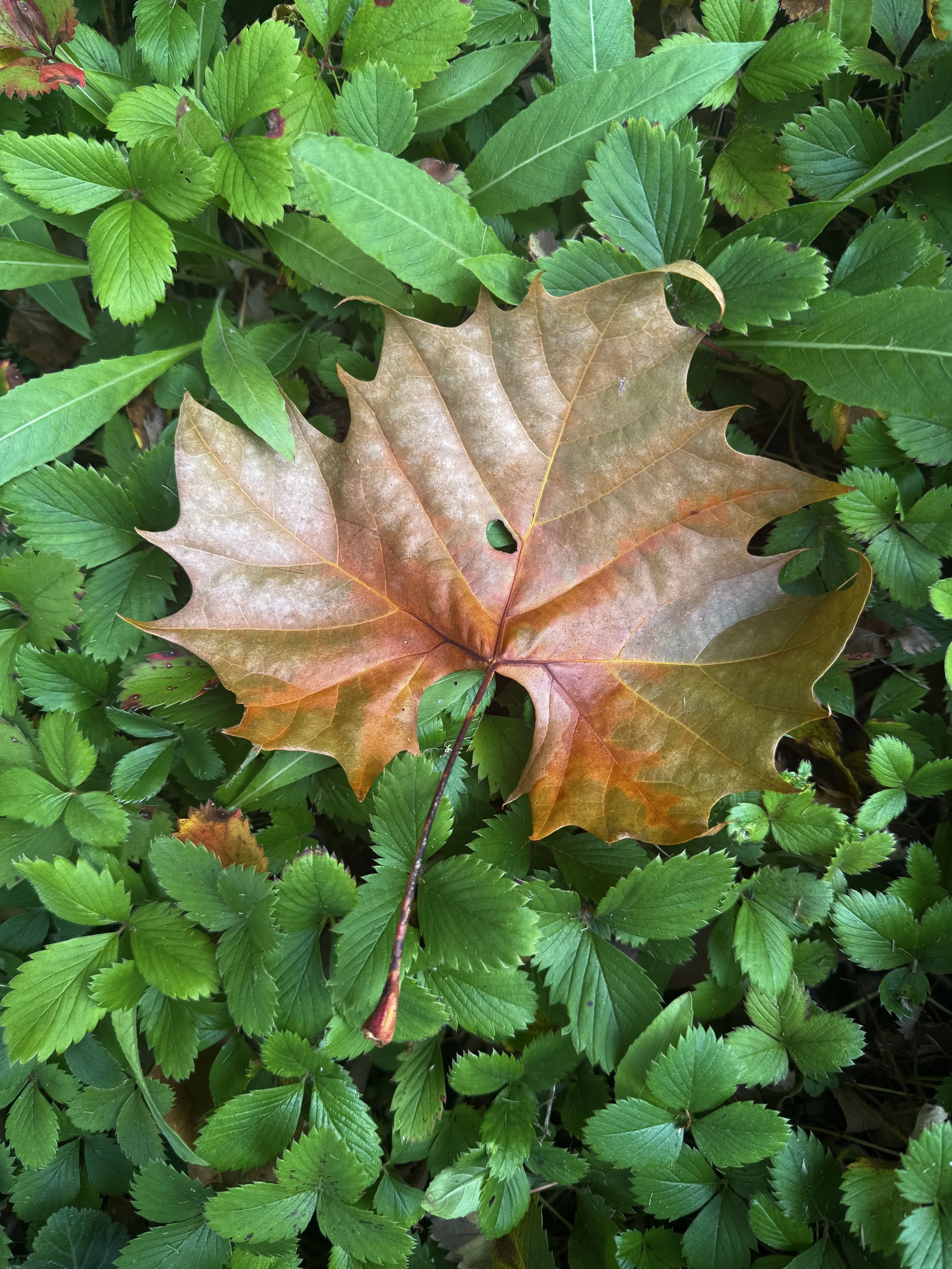 IMG_1606.jpeg