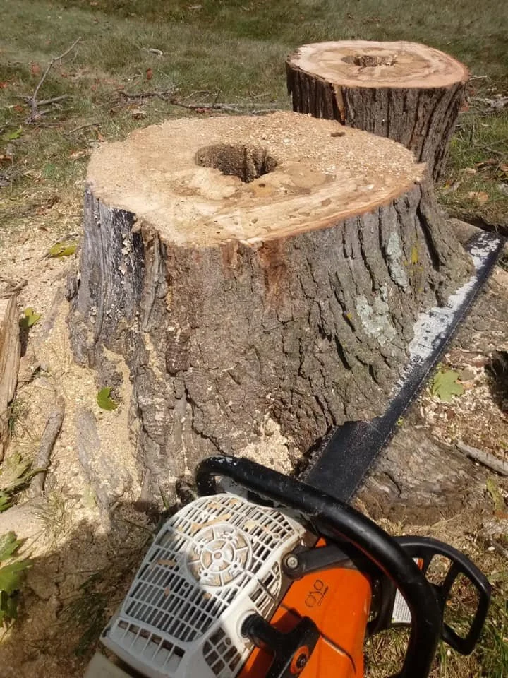 stump grinding.jpg