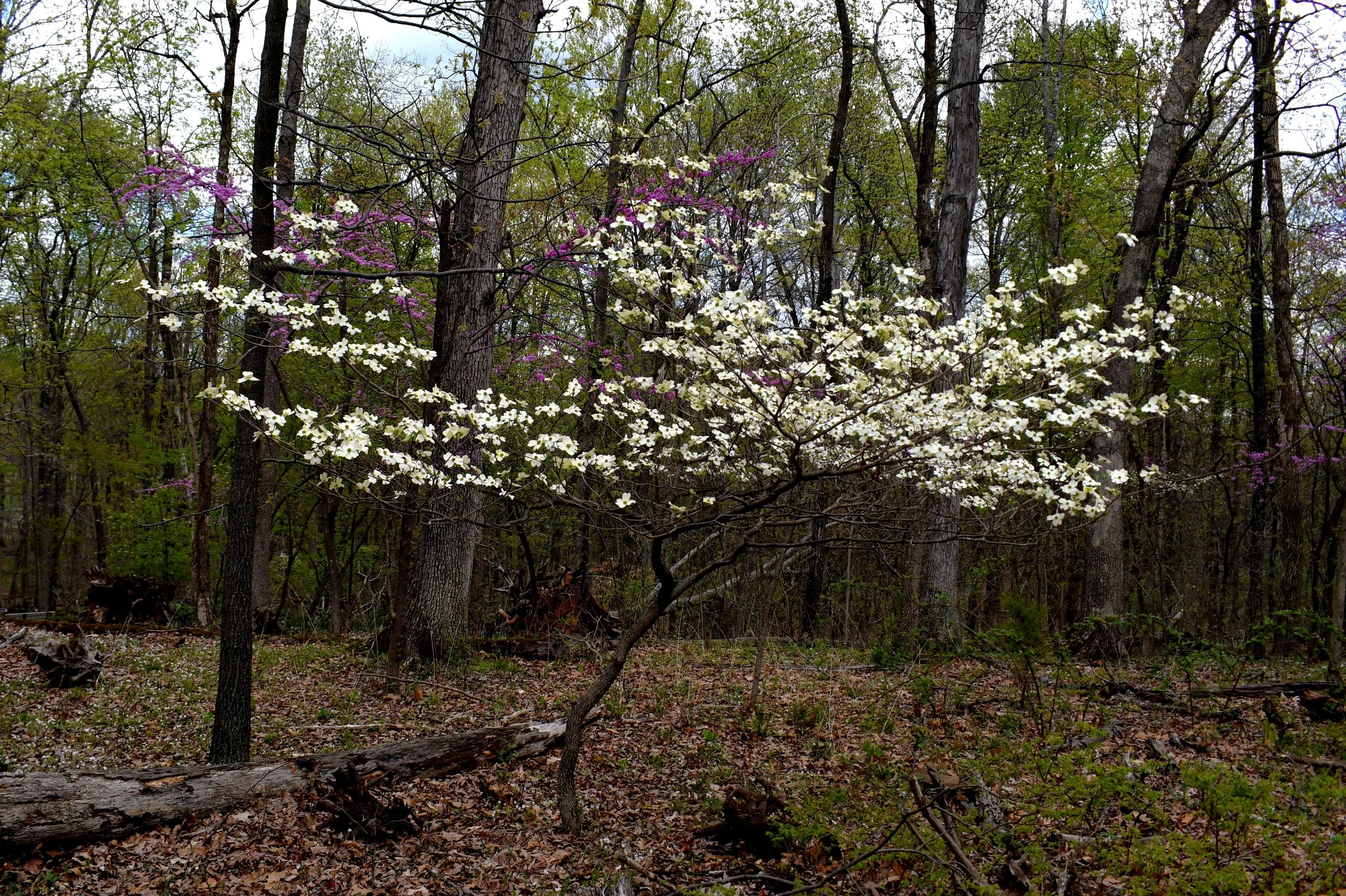 Loudoun Invasive Removal Alliance