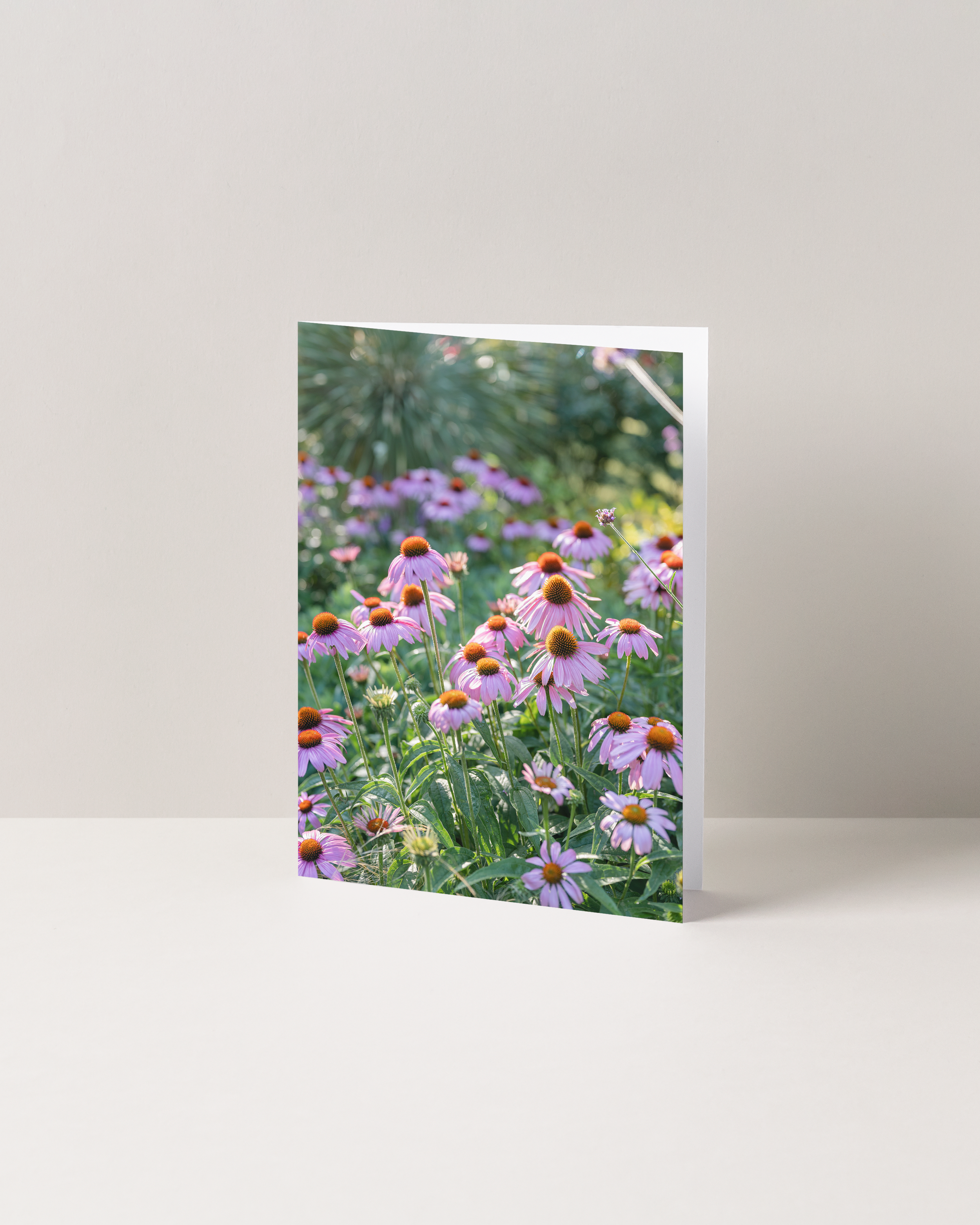 Purple Coneflower - Botanical Greeting Cards