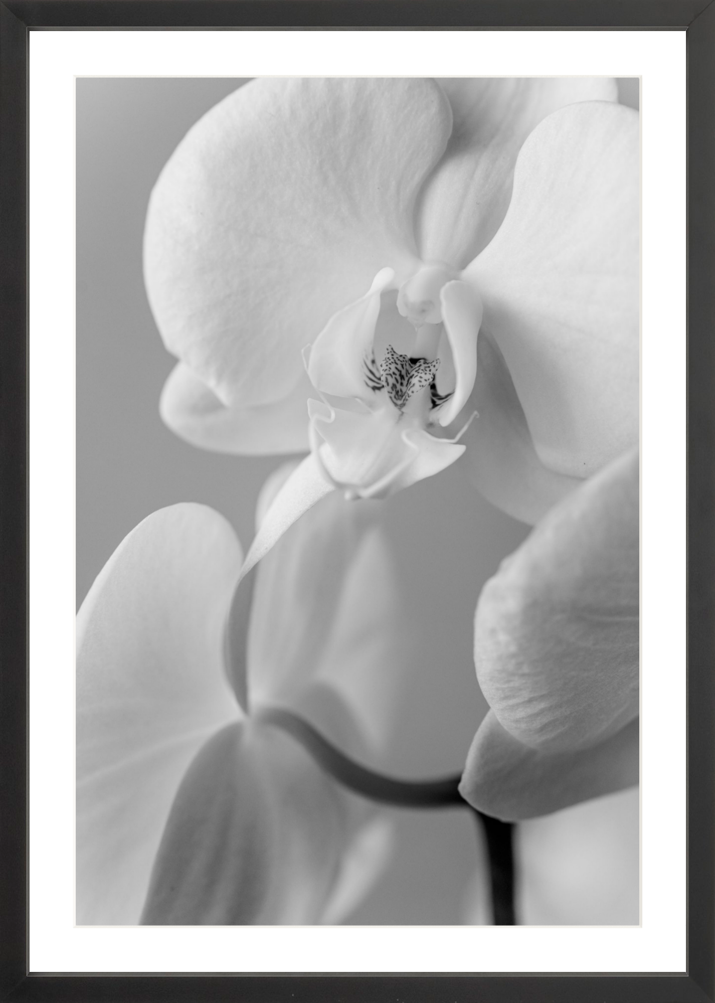 flower photography print