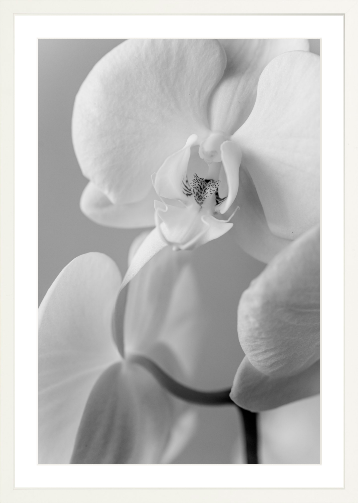 white orchid wall decor