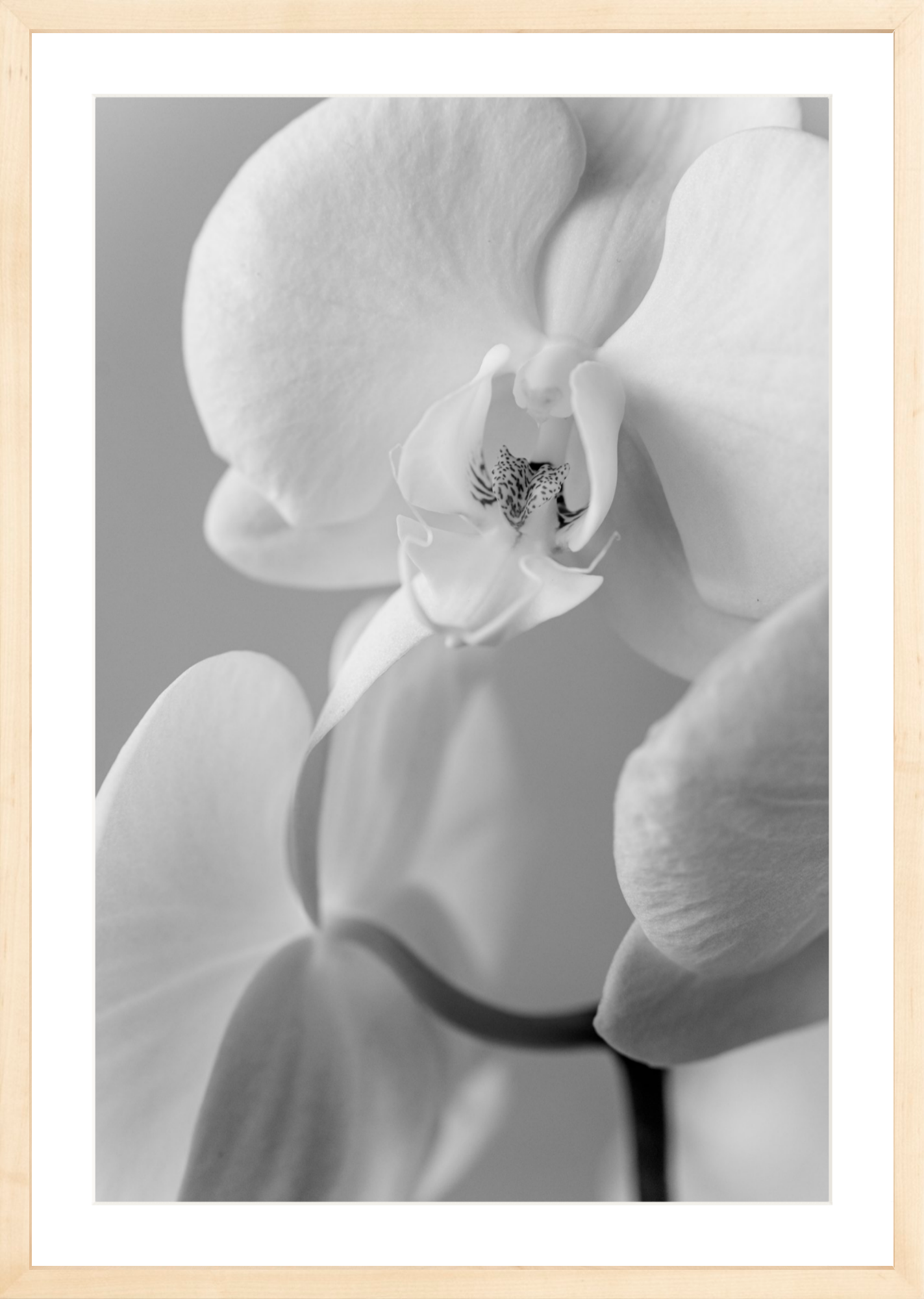 framed orchid photography print
