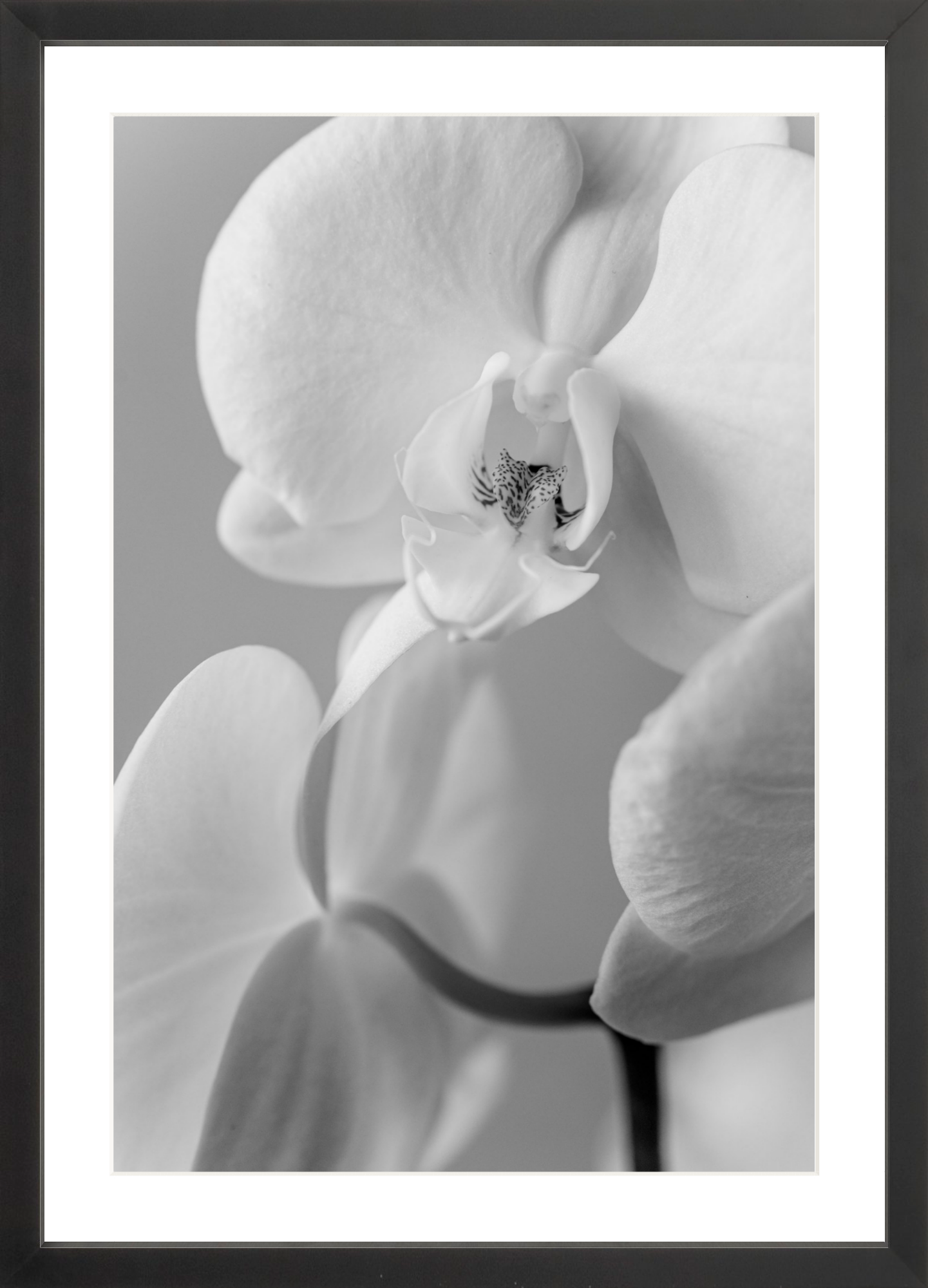 framed white orchid art print