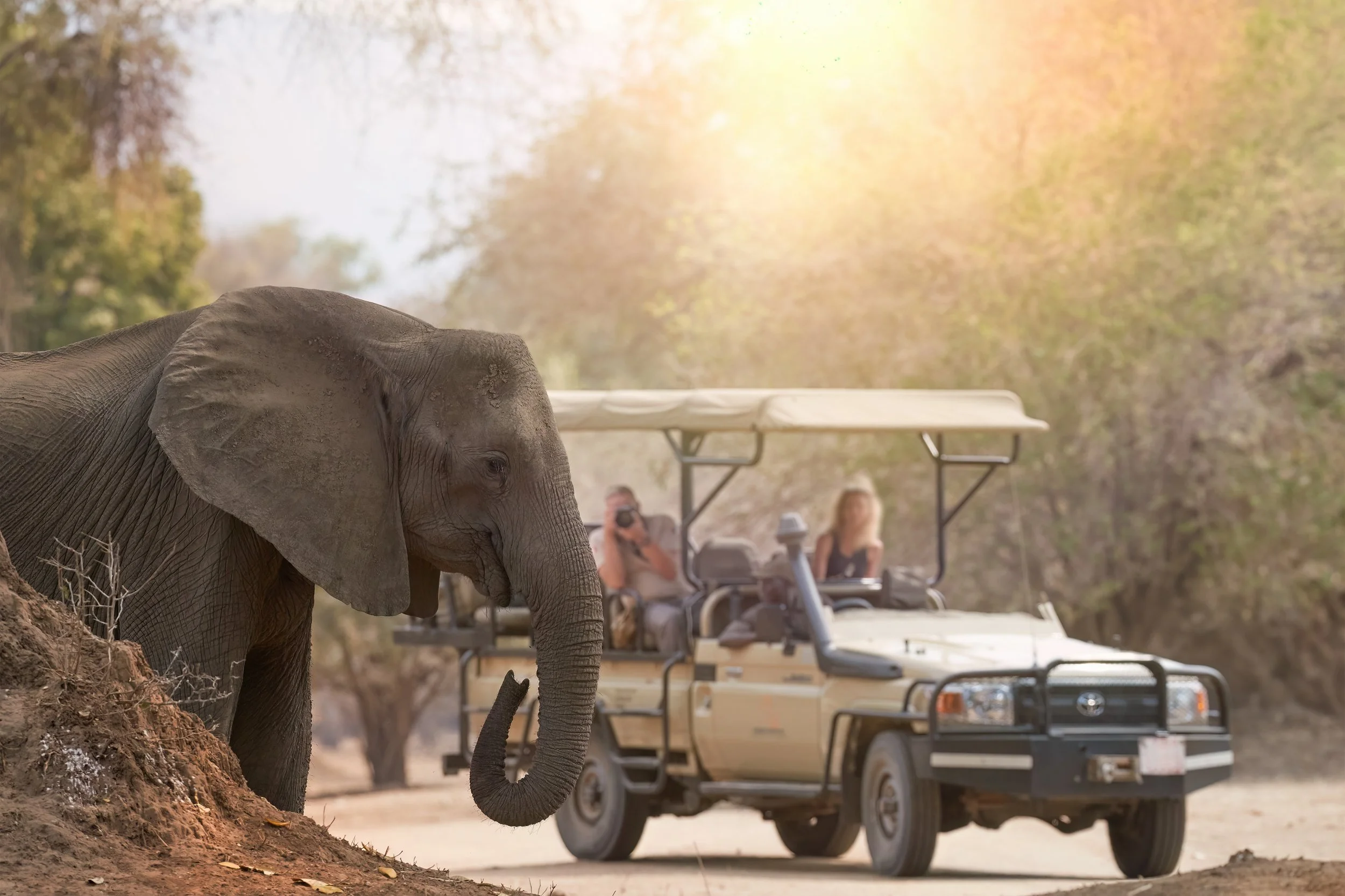 african_safari_jeep_people_photographing_elephant