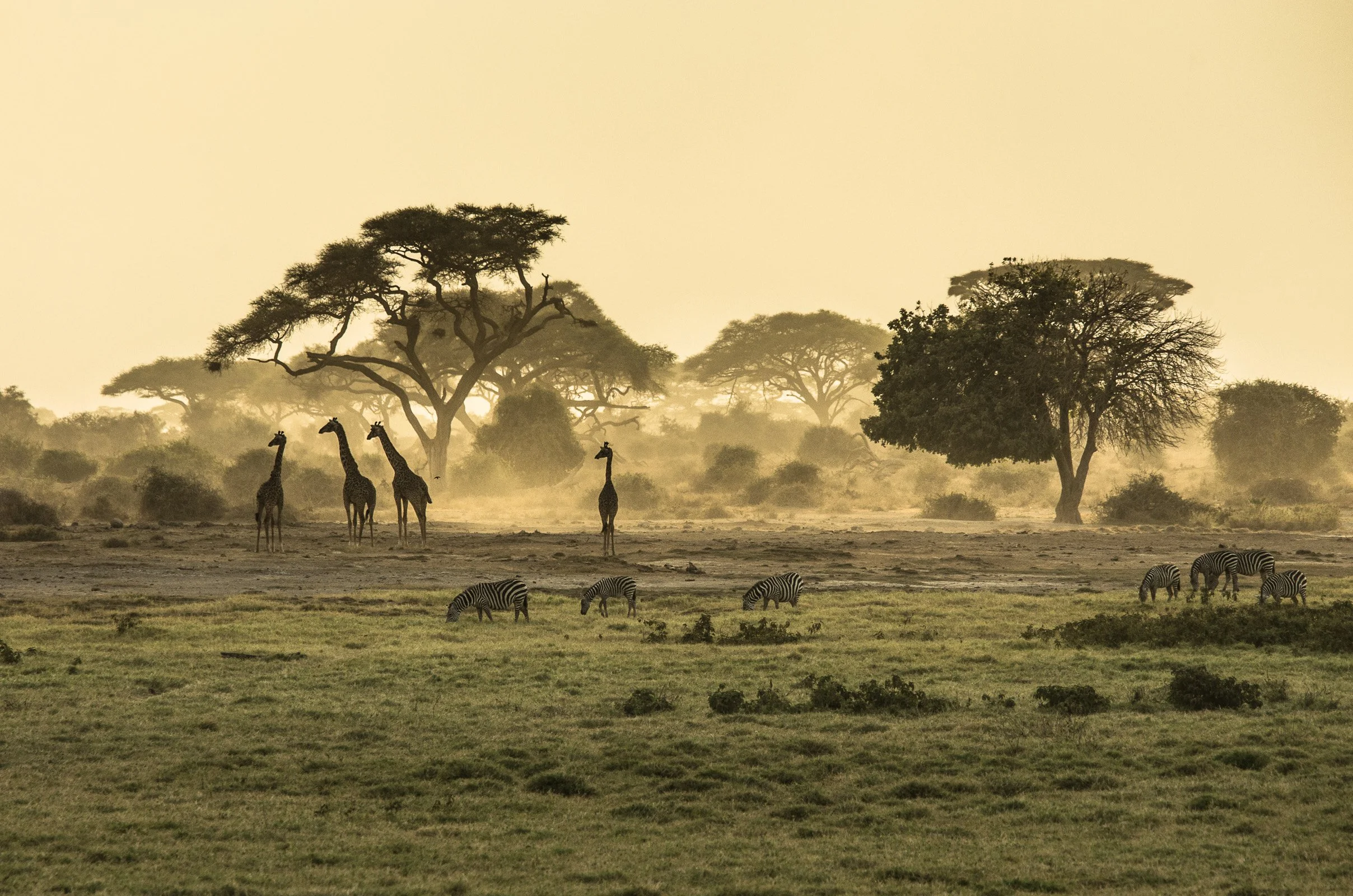 african_landscape_dusk_giraffes_zebras