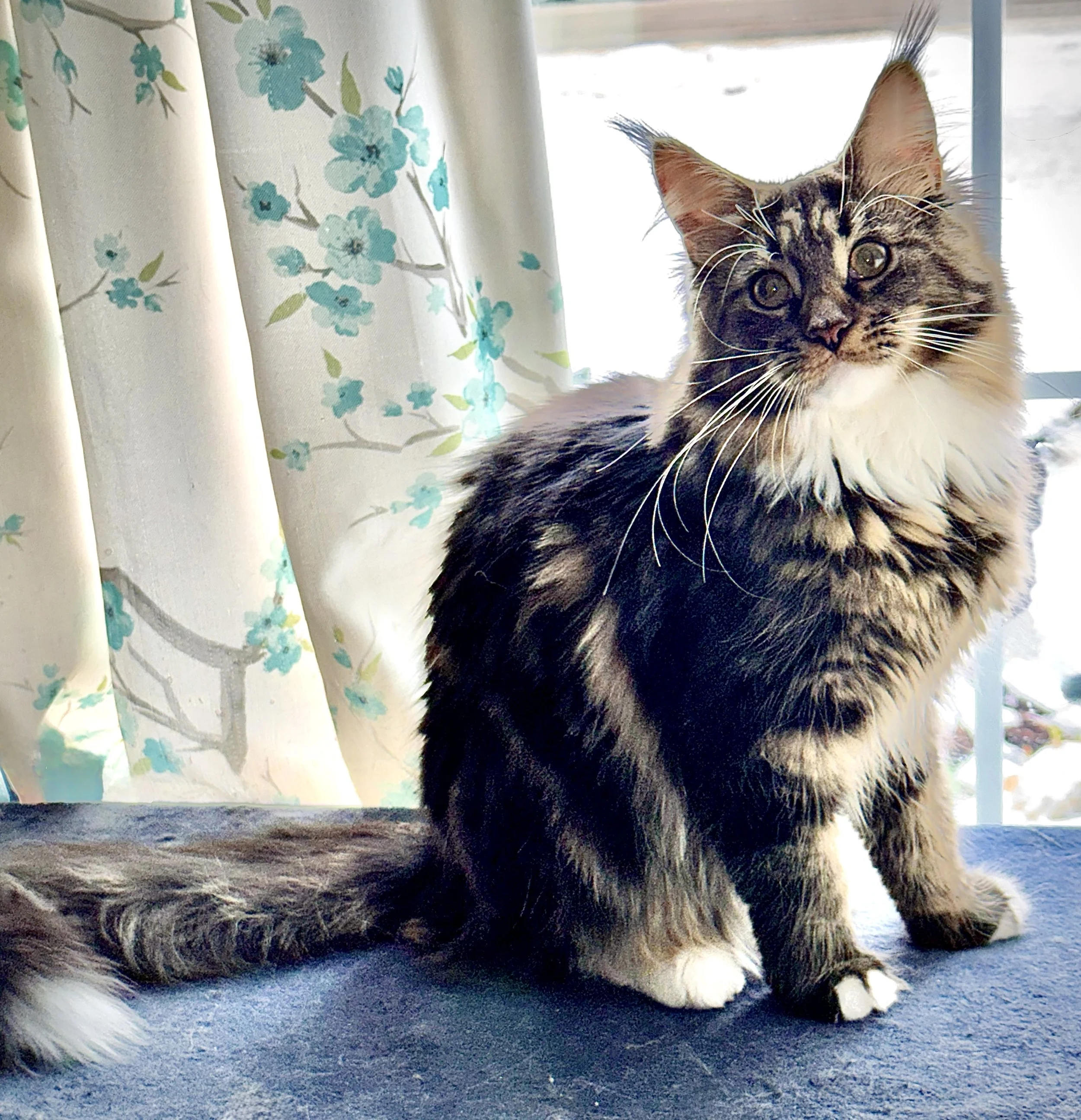 Falcon December 2025