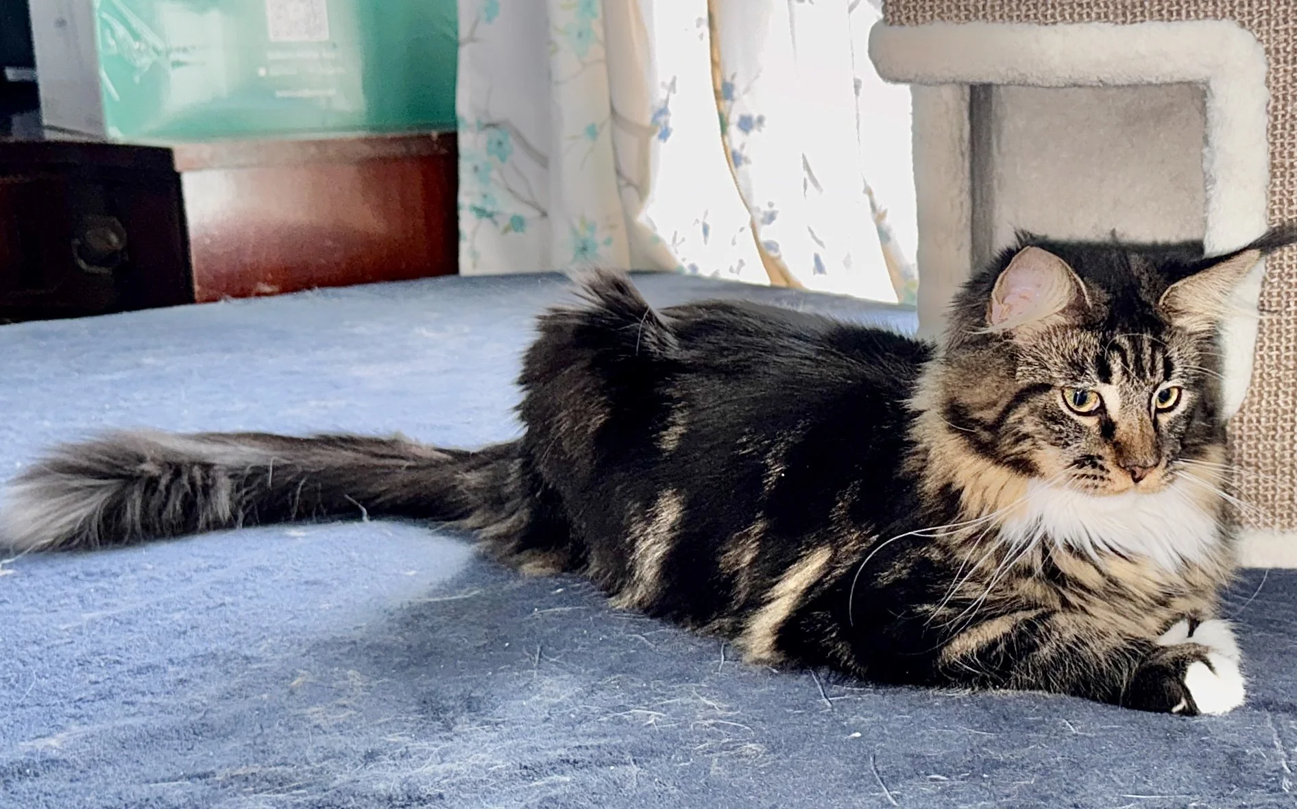 Falcon December 2025