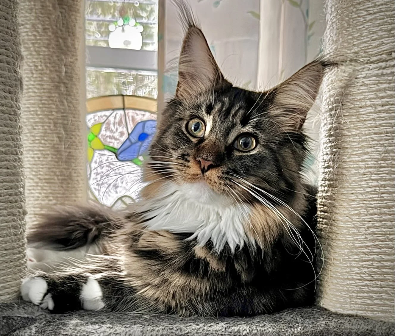 Falcon December 2025