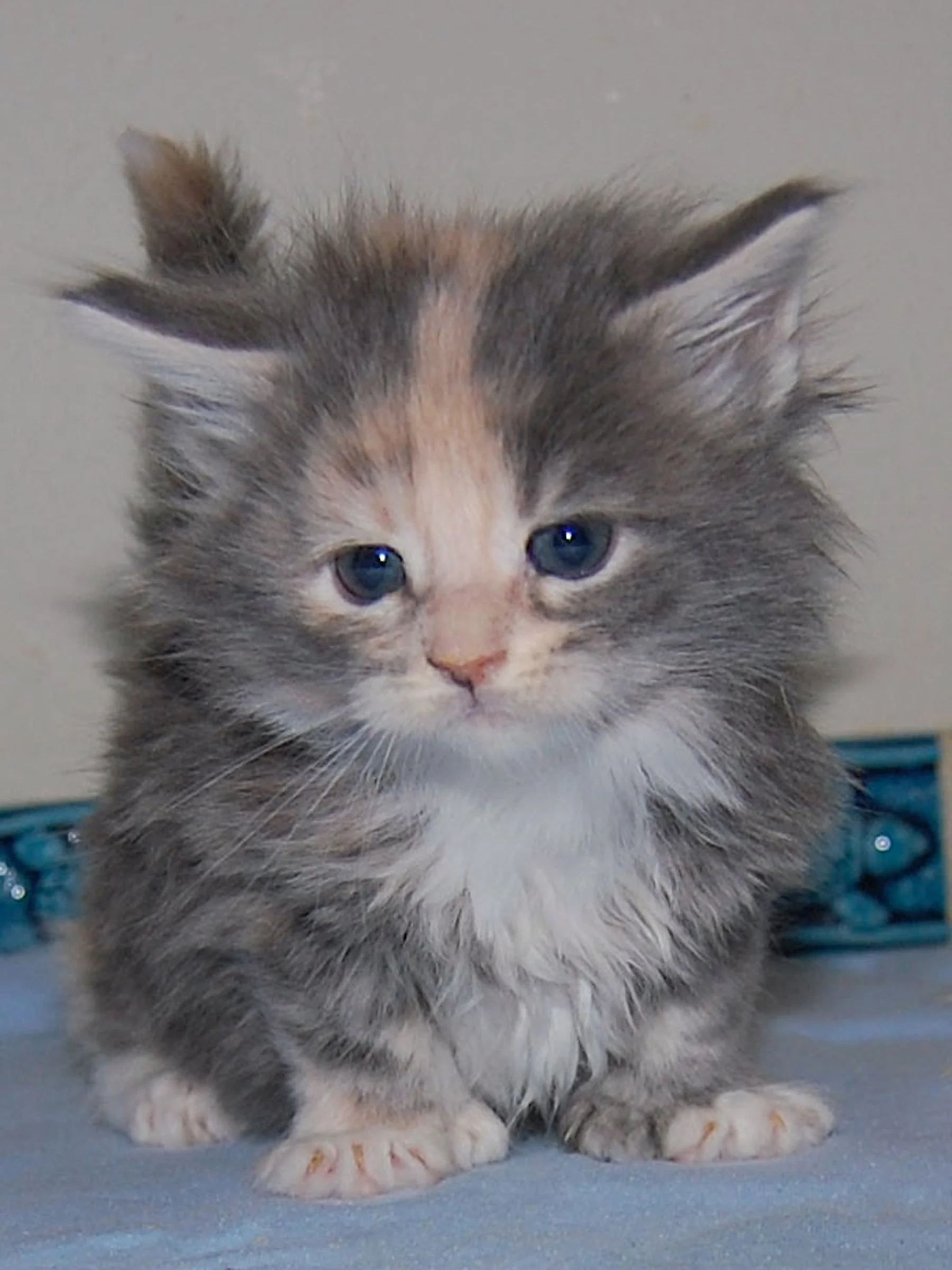 RIVER AS A KITTEN,  BORN NOV 2010
