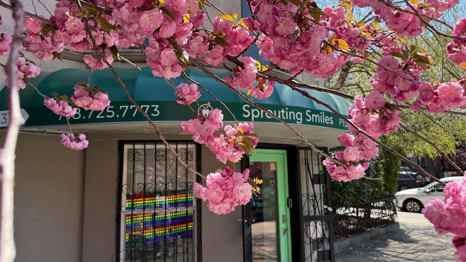 Gorgeous pink blooming flowers on tree outside of office with a view of the office door peeking through the branches